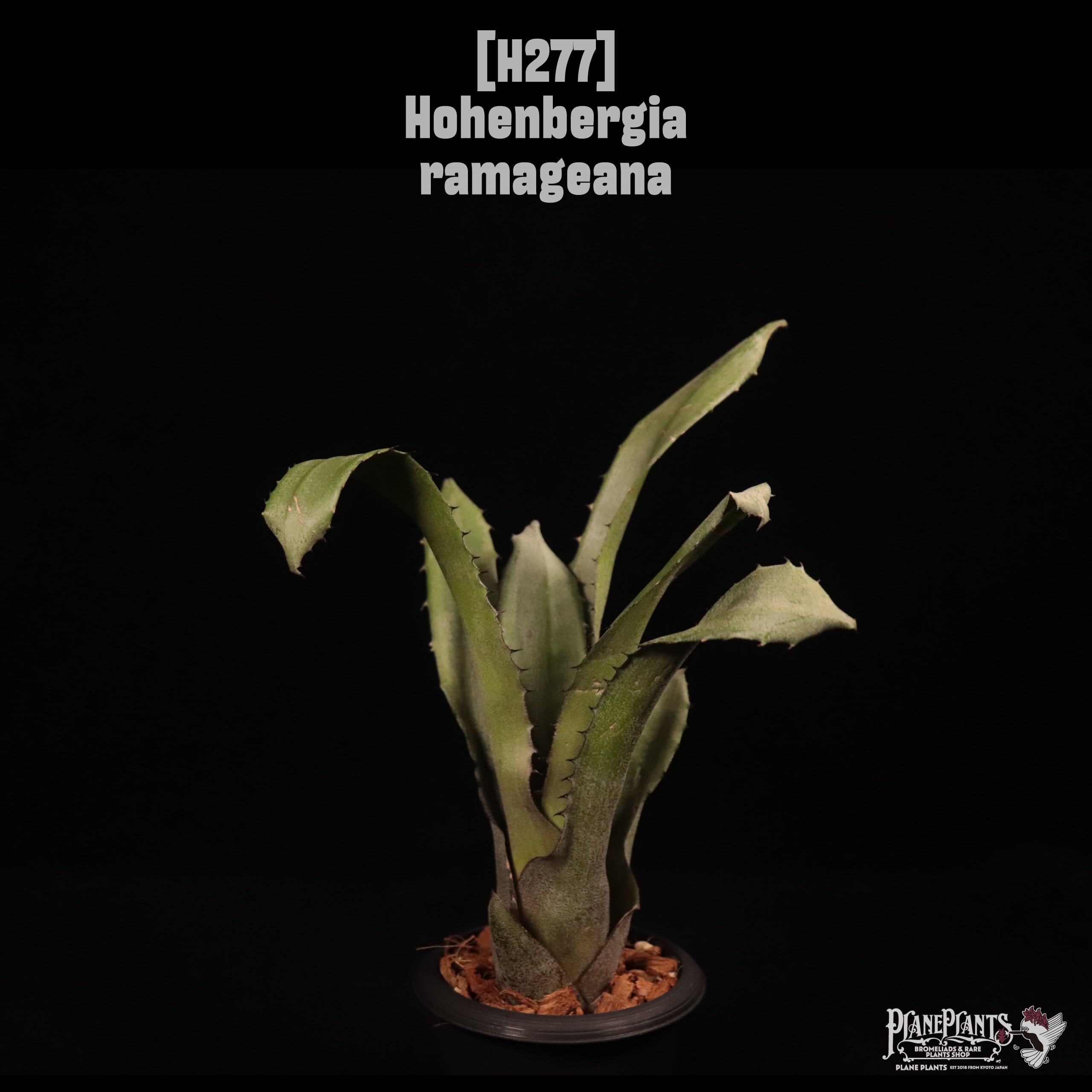 Hohenbergia ramageana〔ホヘンベルギア〕H277