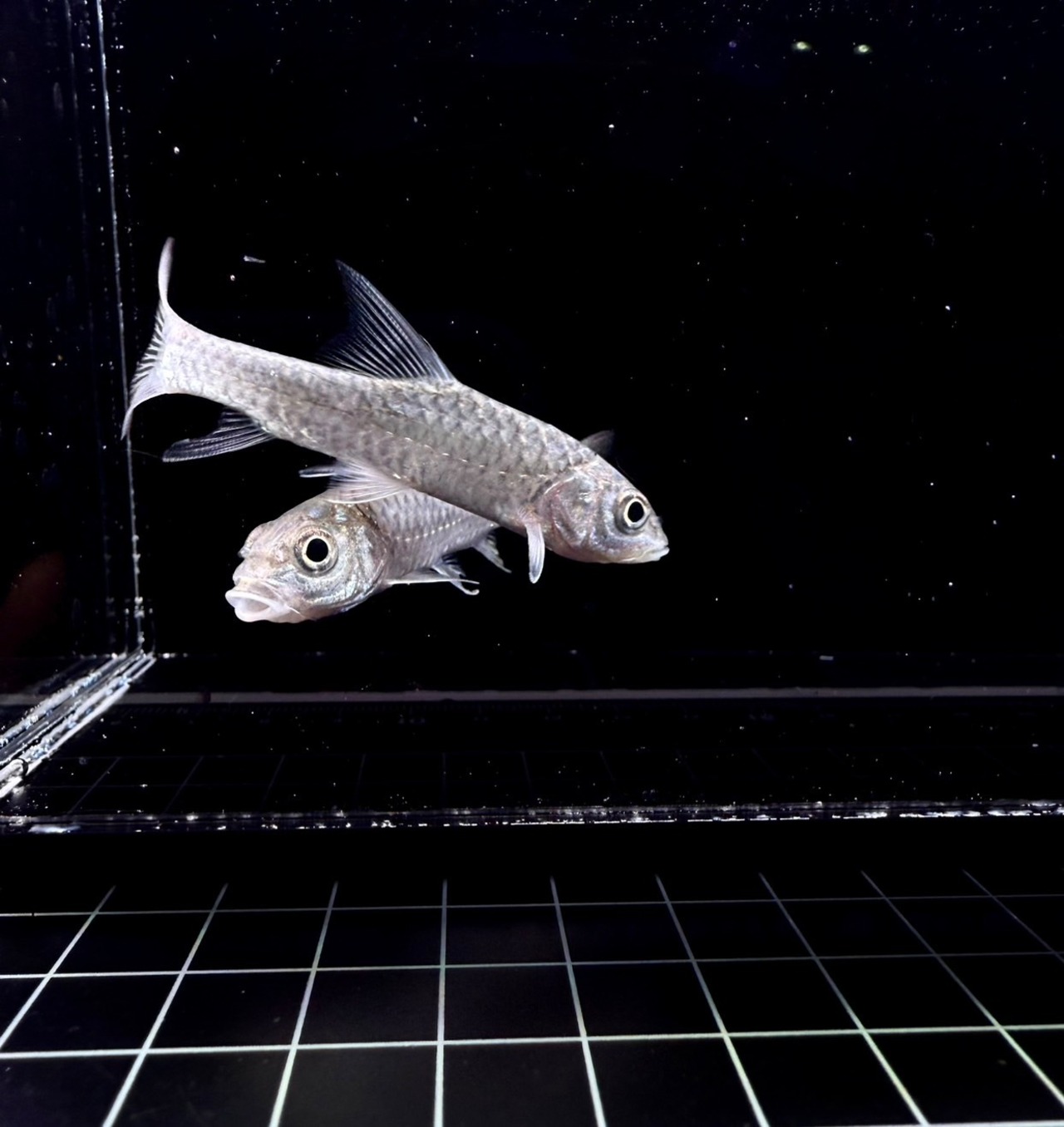 ゴールデンマハシール - 3