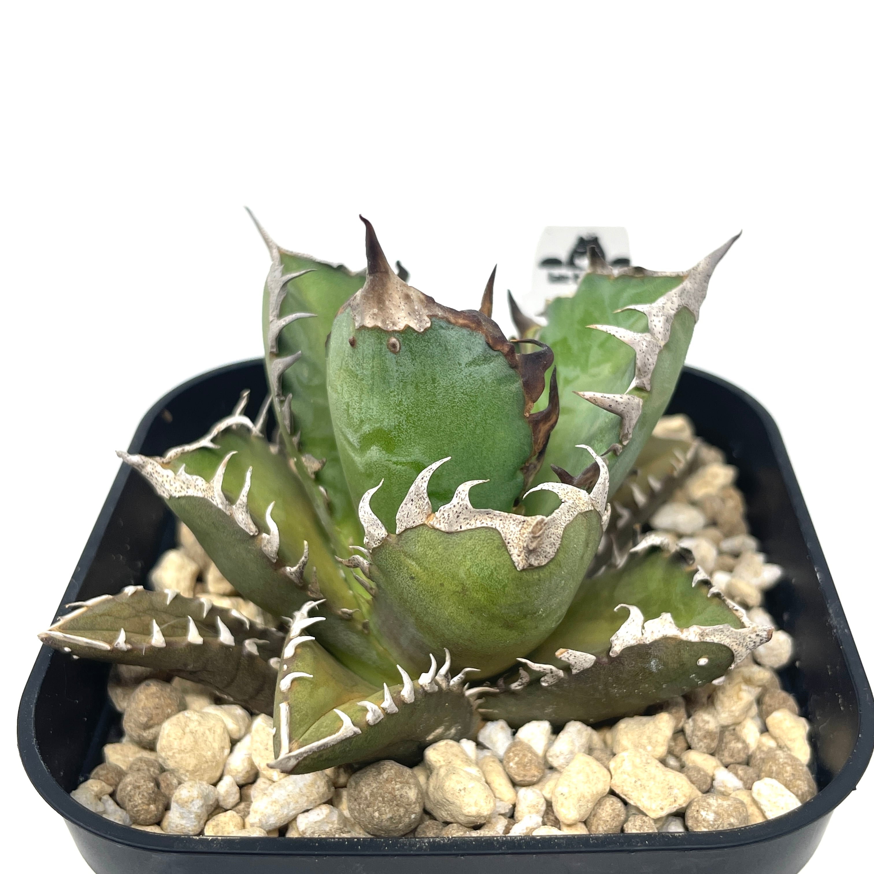 ☆3本☆植物 プランツ タグ アガベ チタノタ ハデス シーザー 赤猫 