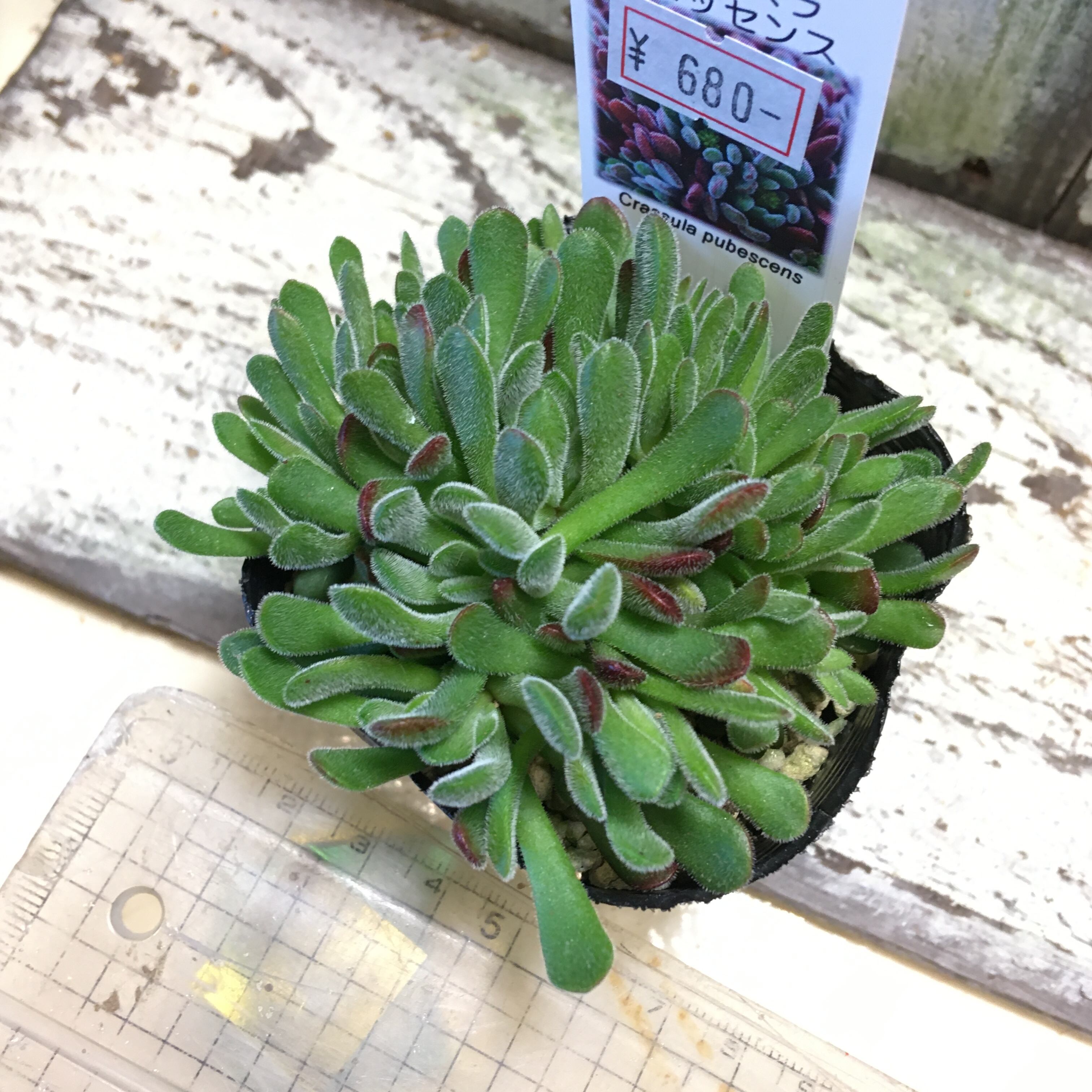 クラッスラ プベッセンス | RuPo 多肉植物専門店