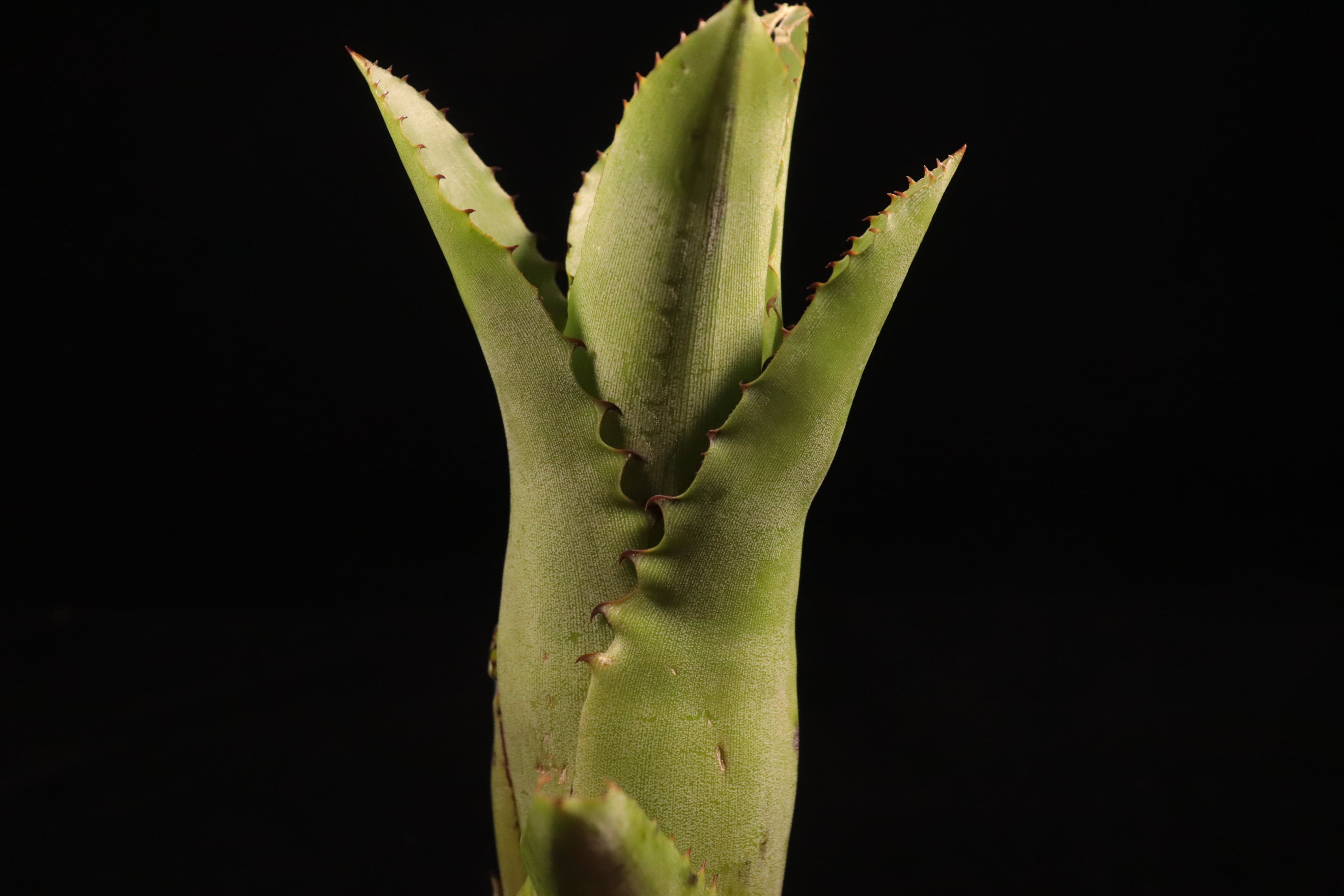 Hohenbergia catingae〔ホヘンベルギア〕H236 | plane plants