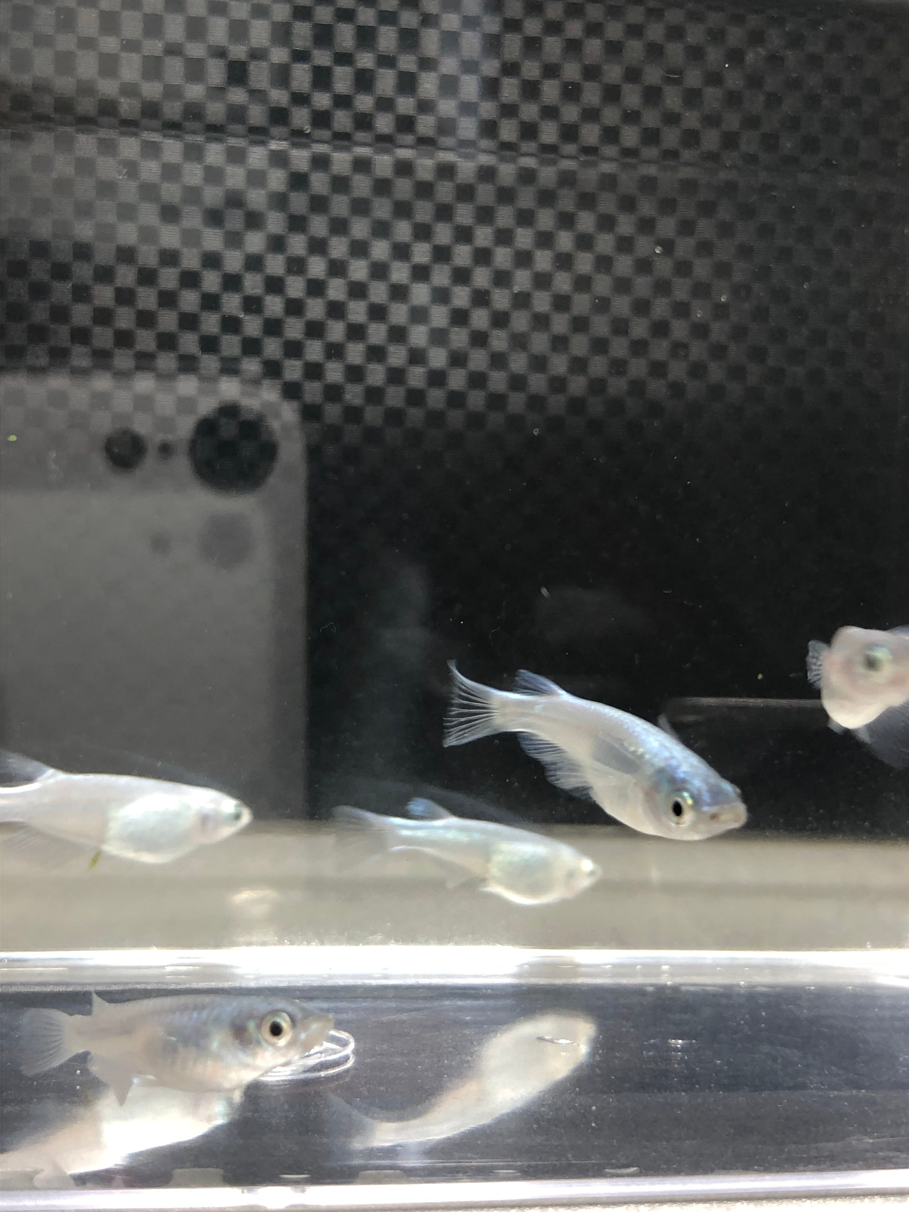 白幹之(みゆき) 鉄仮面、フルボディ 稚魚【サイズ 0.5〜1.5 無差別20匹