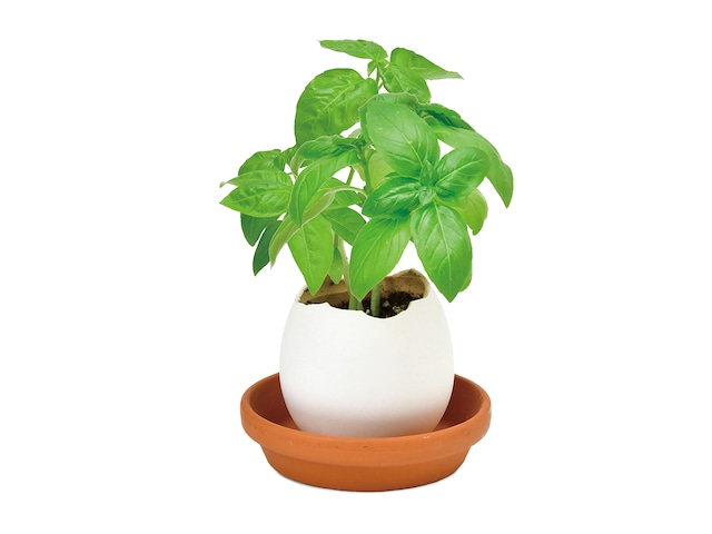 ミントエッグページ eggling eco friendly ミント | タネペラ