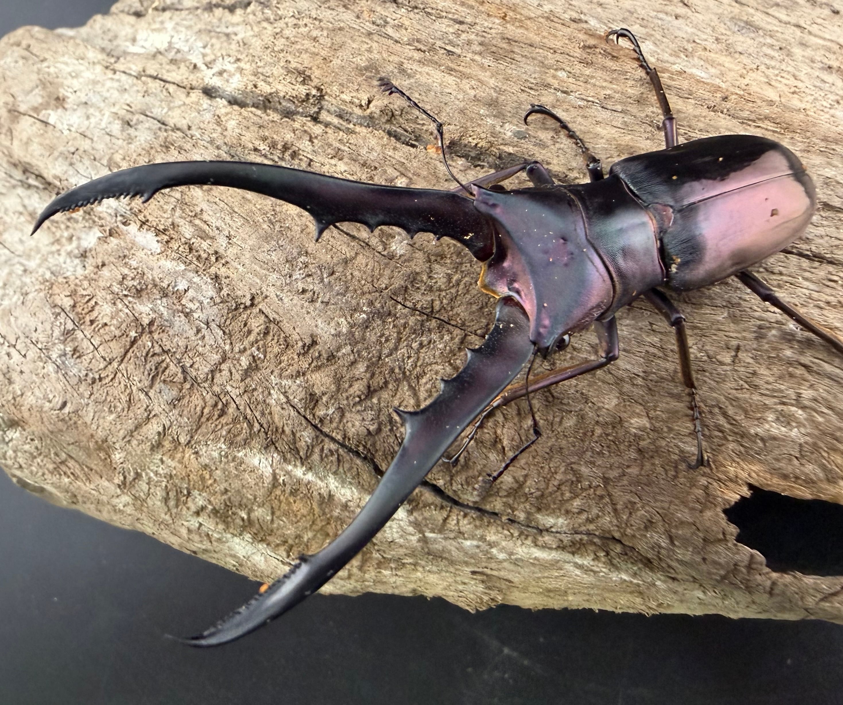 メタリフェルホソアカ亜種finae 70mm ペア》 | KPW公式オンラインショップ