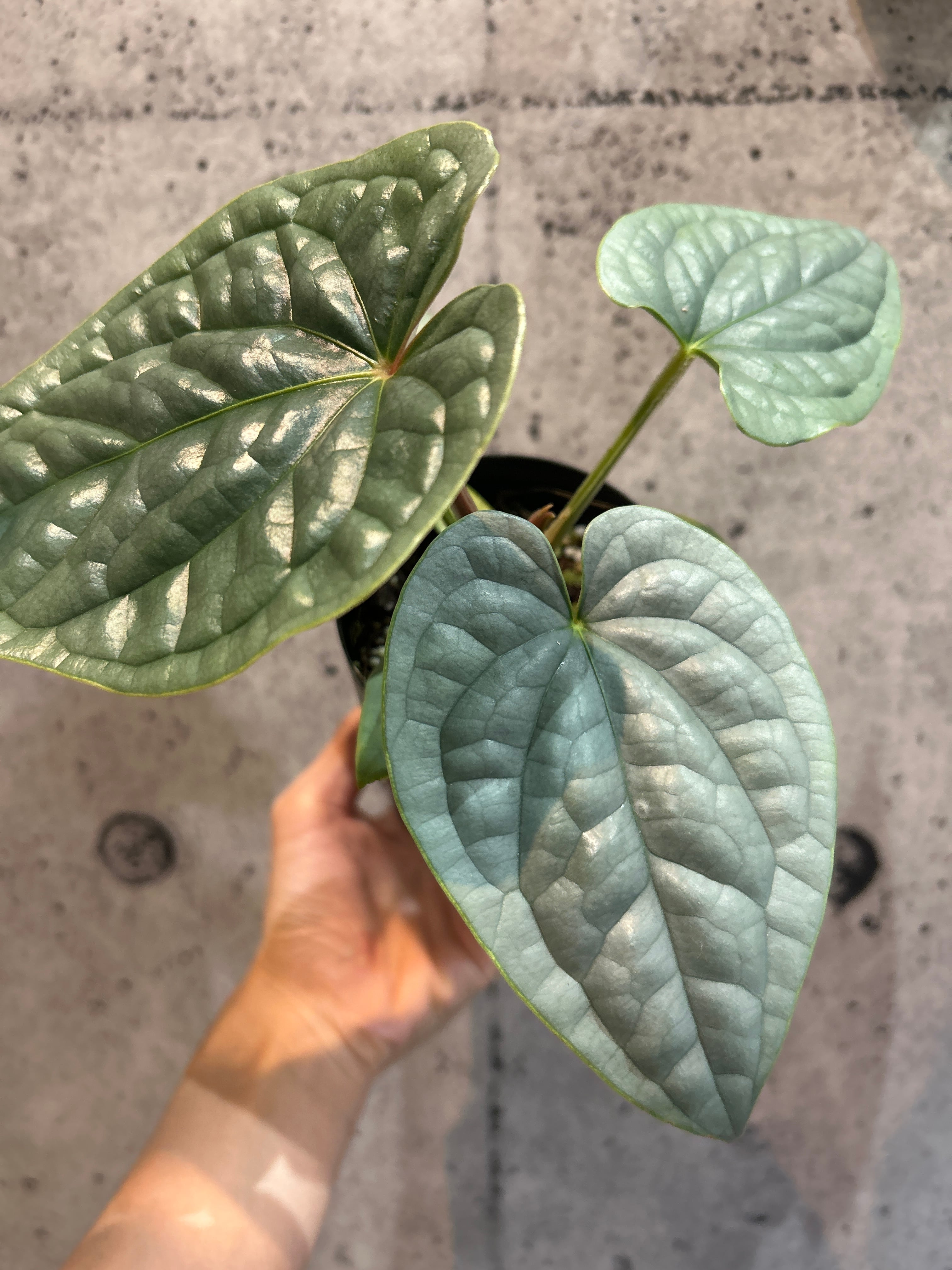 ホヤ ラクノーサ ブルーノ | MIDORIYA 観葉植物専門店
