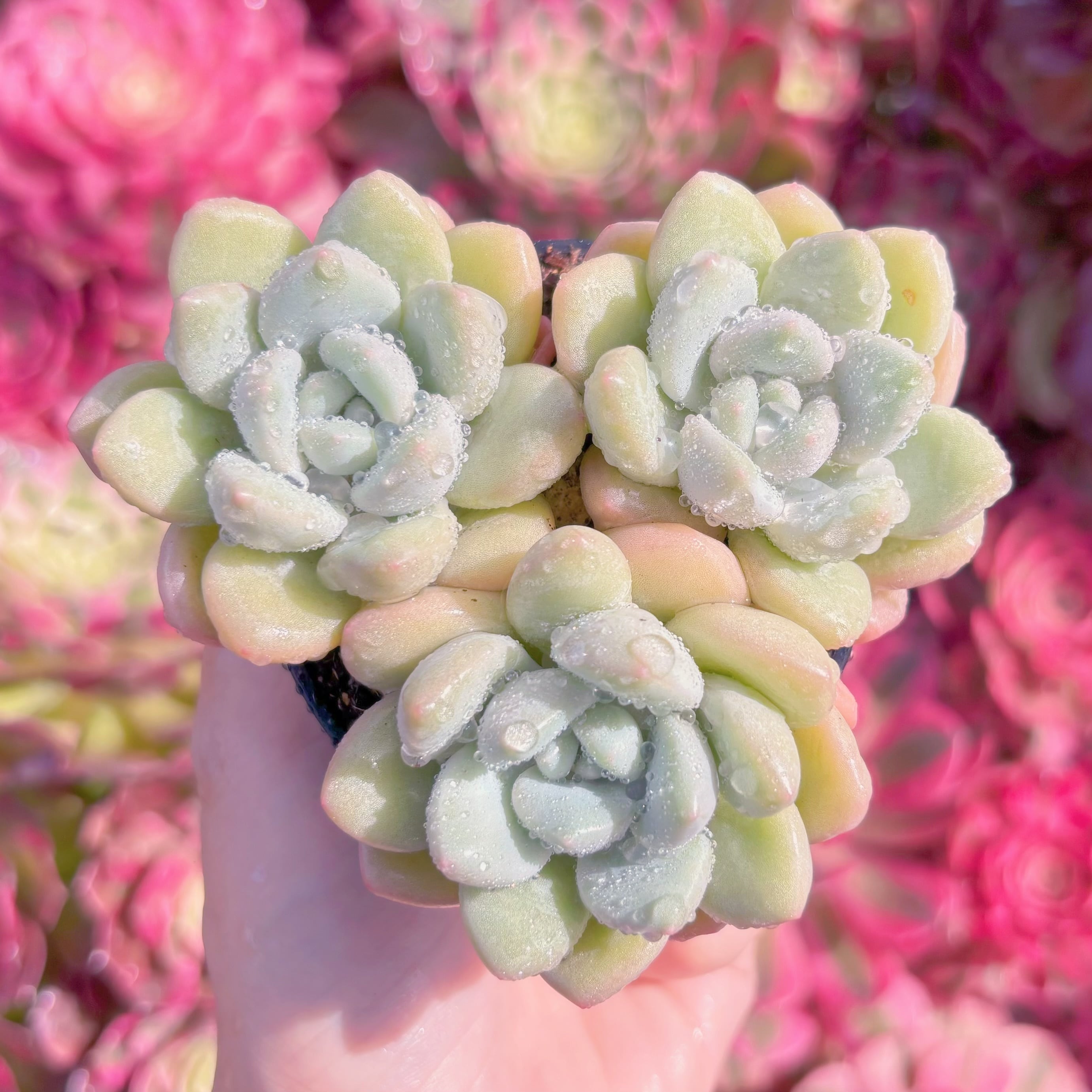 多肉植物　チューインガム　群生　新入荷　るる農園