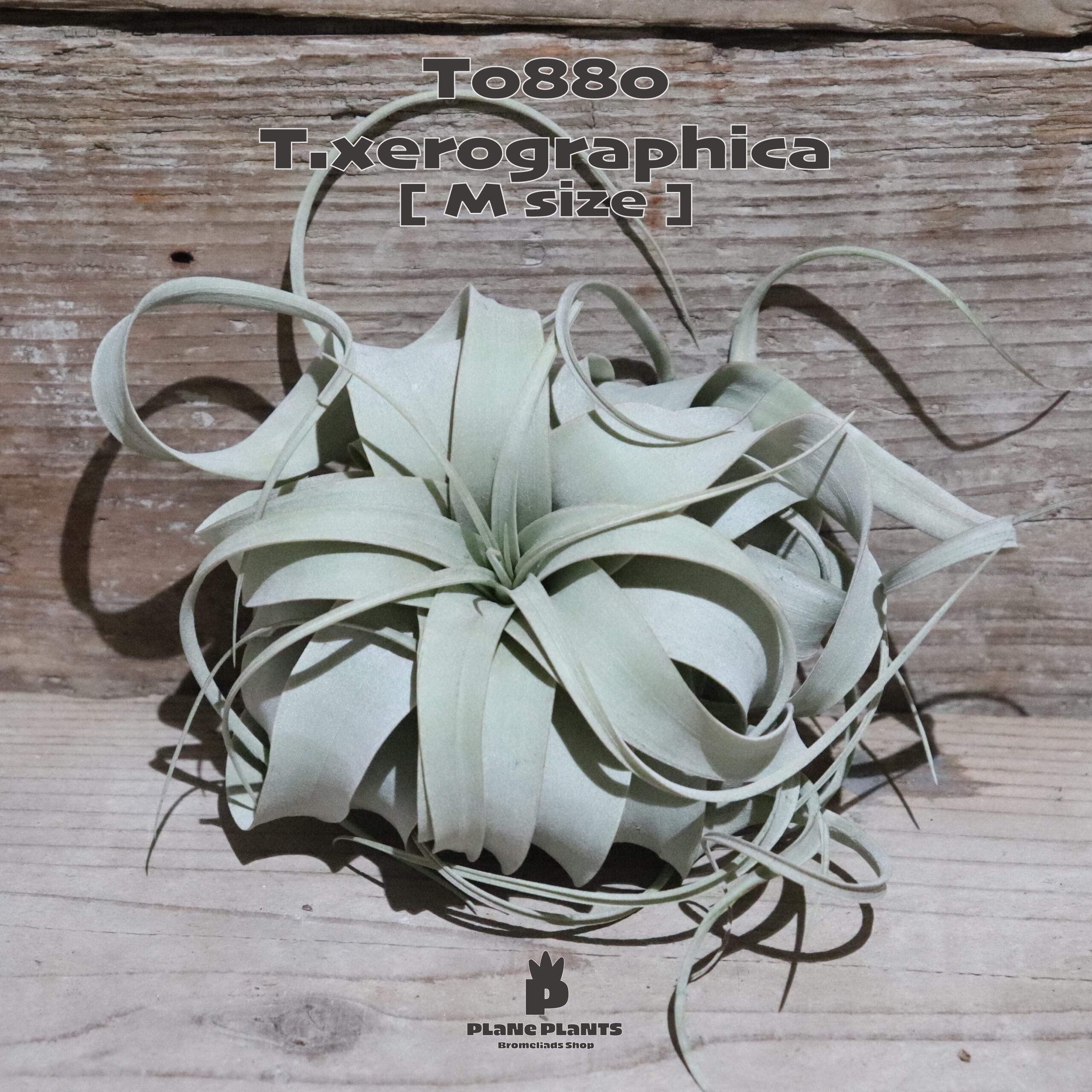 【送料無料】キセログラフィカ M〔エアプランツ〕現品発送T0880