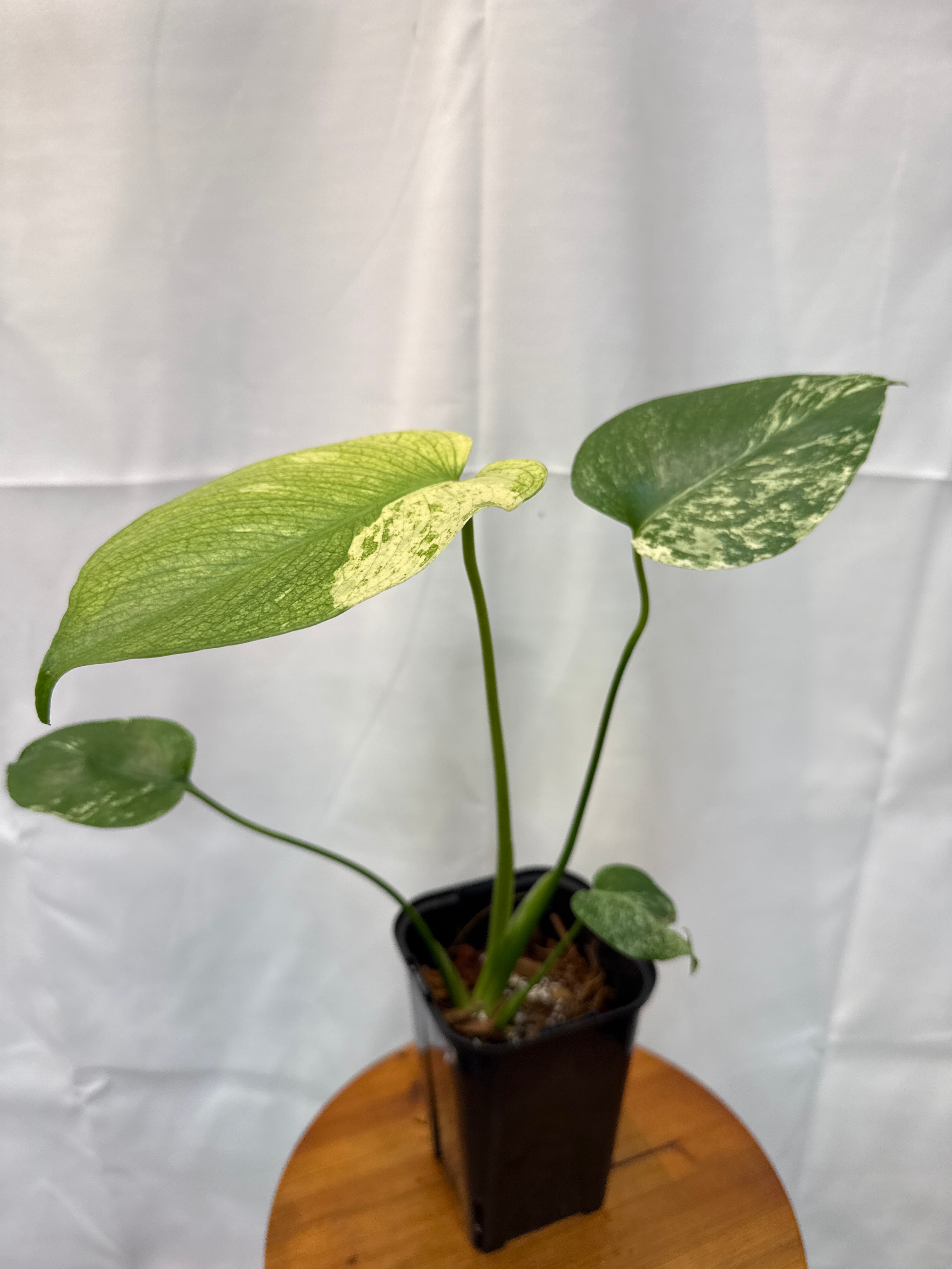 モンステラ デリシオーサ