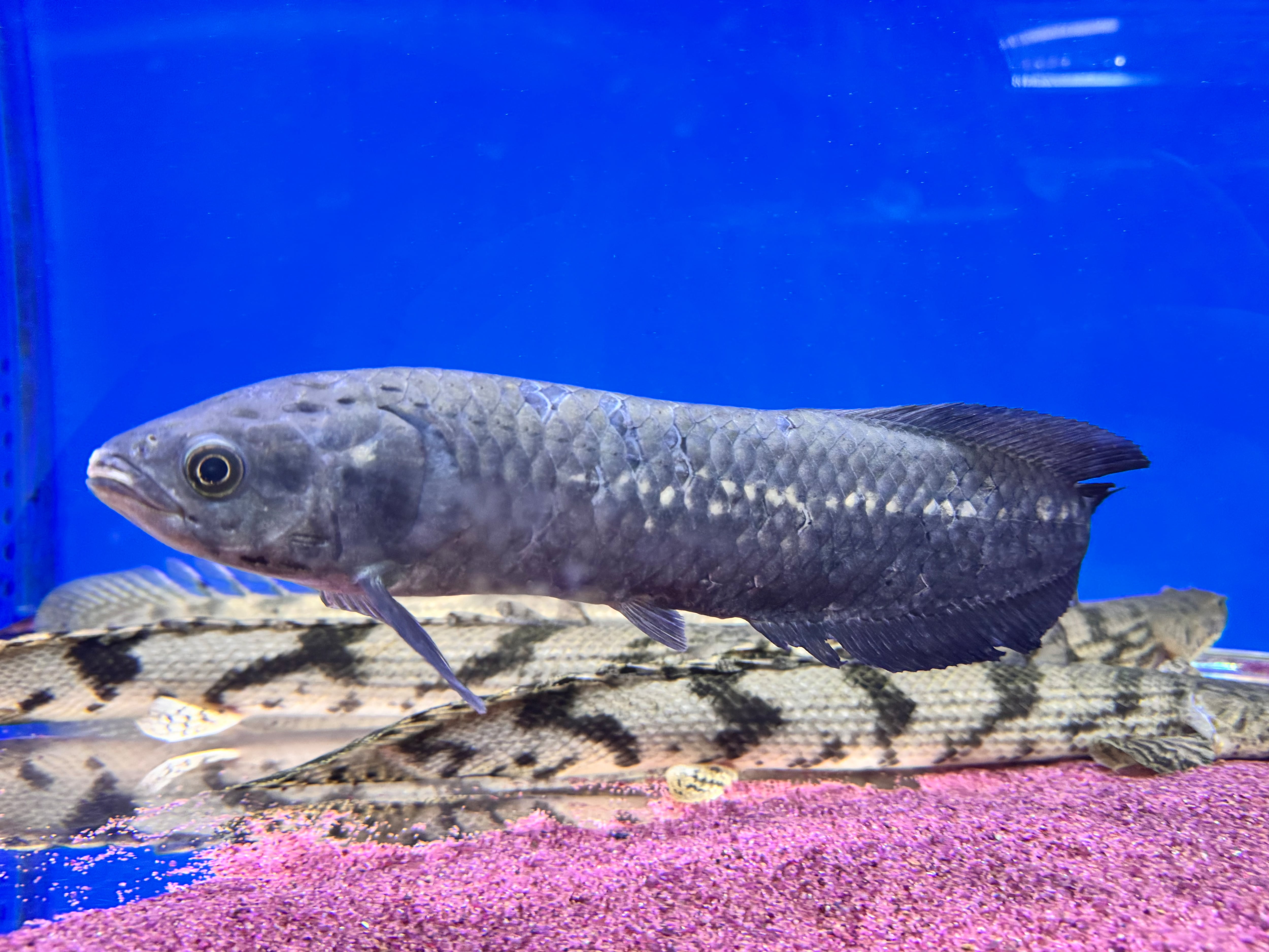 ブラックアロワナ 23cm〜 | AQUASTYLEG