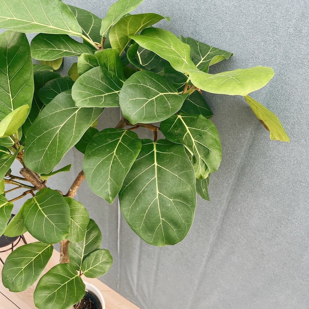 現品］【希少】44番 フィカス アフリカンプリンス 8号 観葉植物 室内