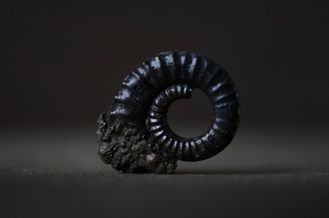 イギリス産黄鉄鉱化アンモナイト  Pyritized Ammonite 2082