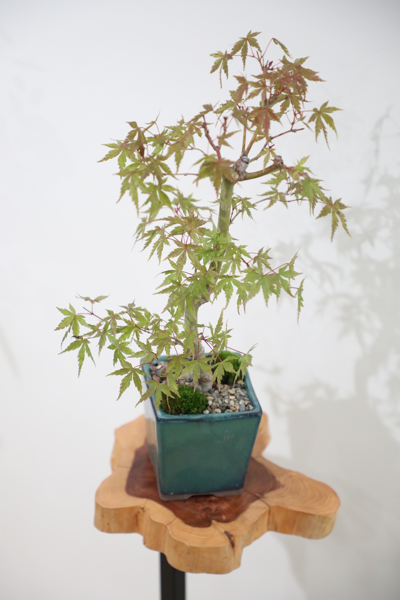【M】モミジ 盆栽 樹齢15年/Japanese maple bonsai