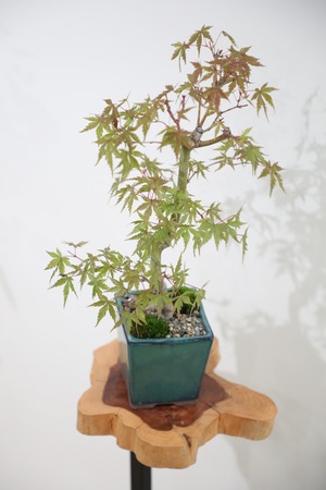 【M】モミジ 盆栽 樹齢15年/Japanese maple bonsai