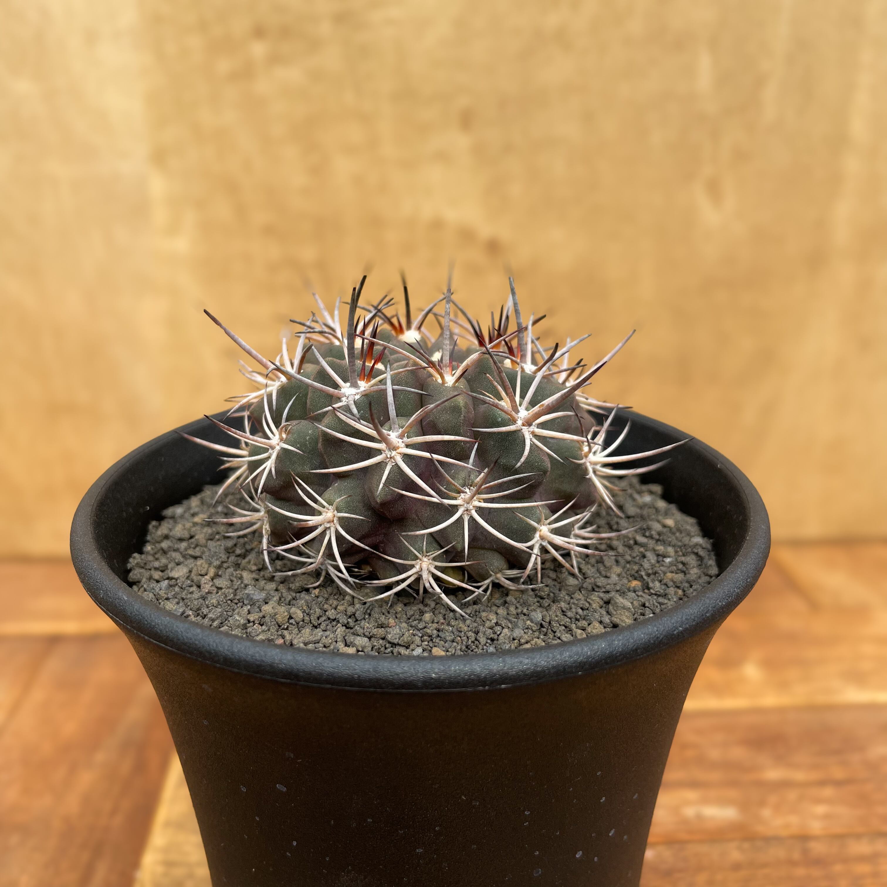 Eriosyce pulchella 【エリオシケ・プルケラ】 | RIMO'S GREEN