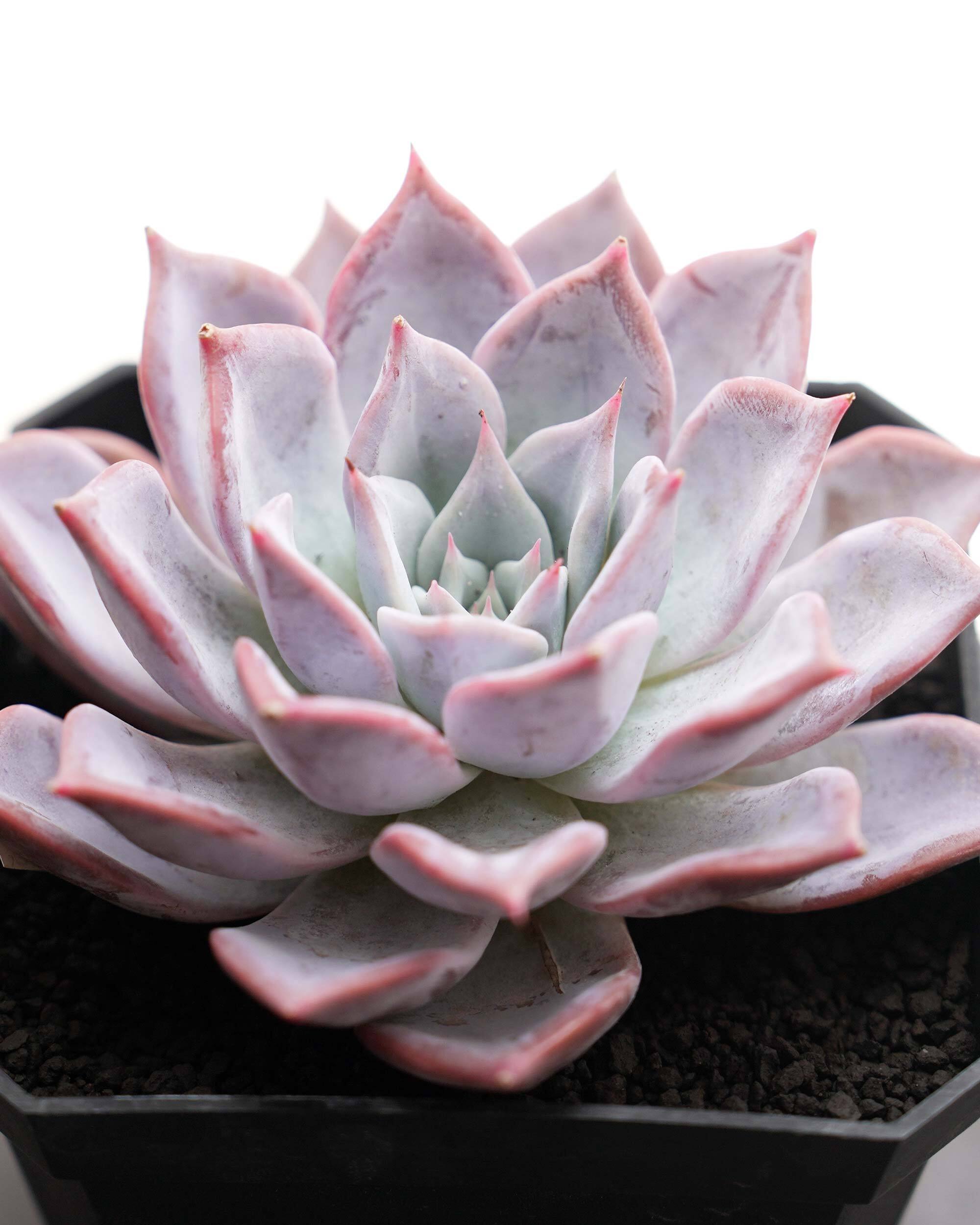 RS　ページ 多肉種 セット-1 RS ページ 多肉種 セット-1 レア種・新品種 | PUKUBOOK SUCCULENTS