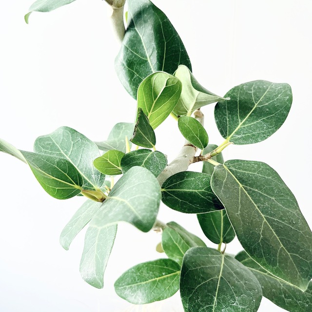 《人気》フィカス ベンガレンシス 曲がり 観葉植物 calm cafe 53