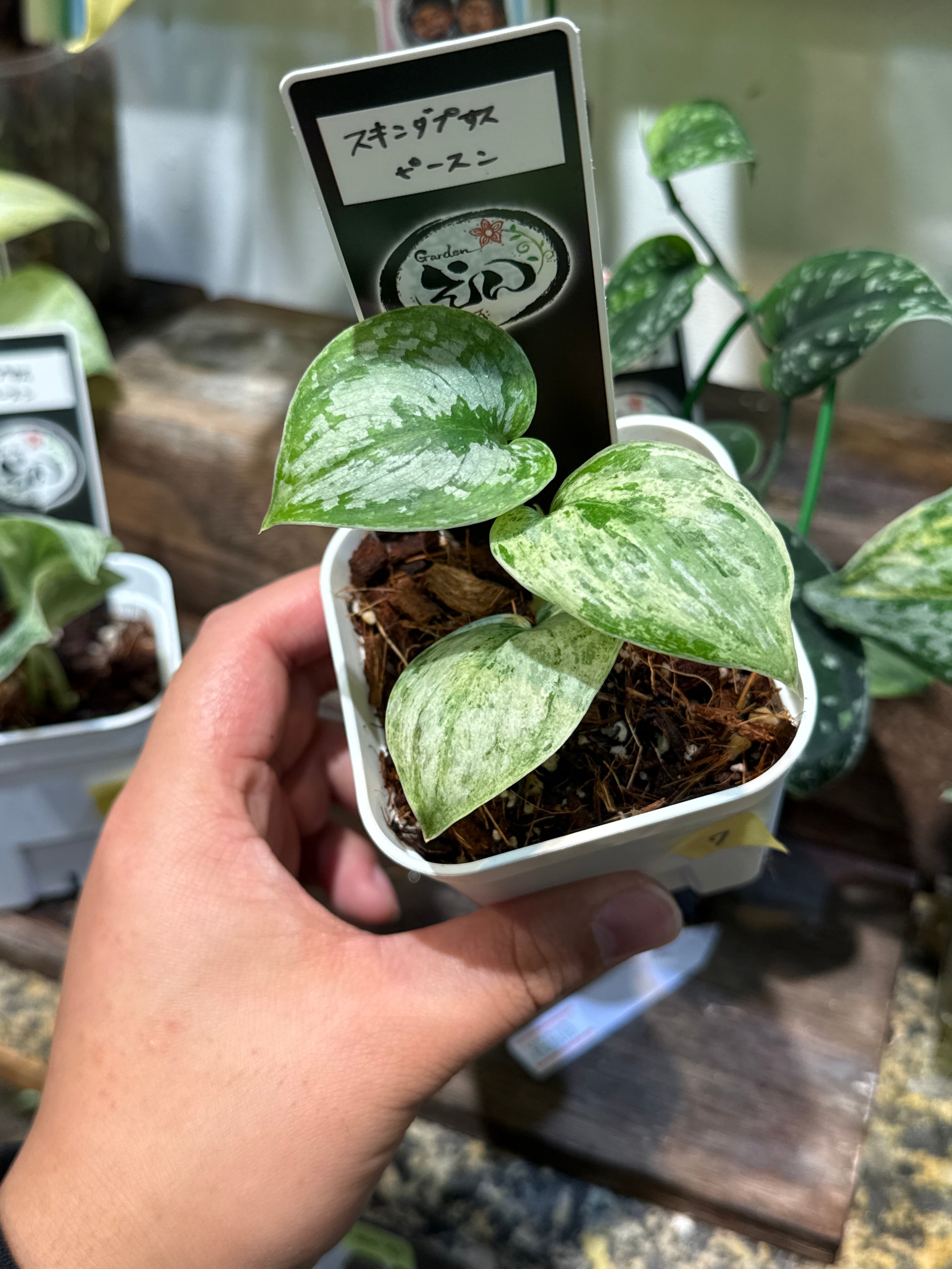 111. Anthurium 'Dark Phoenix High variegata / アンスリウム ダンク