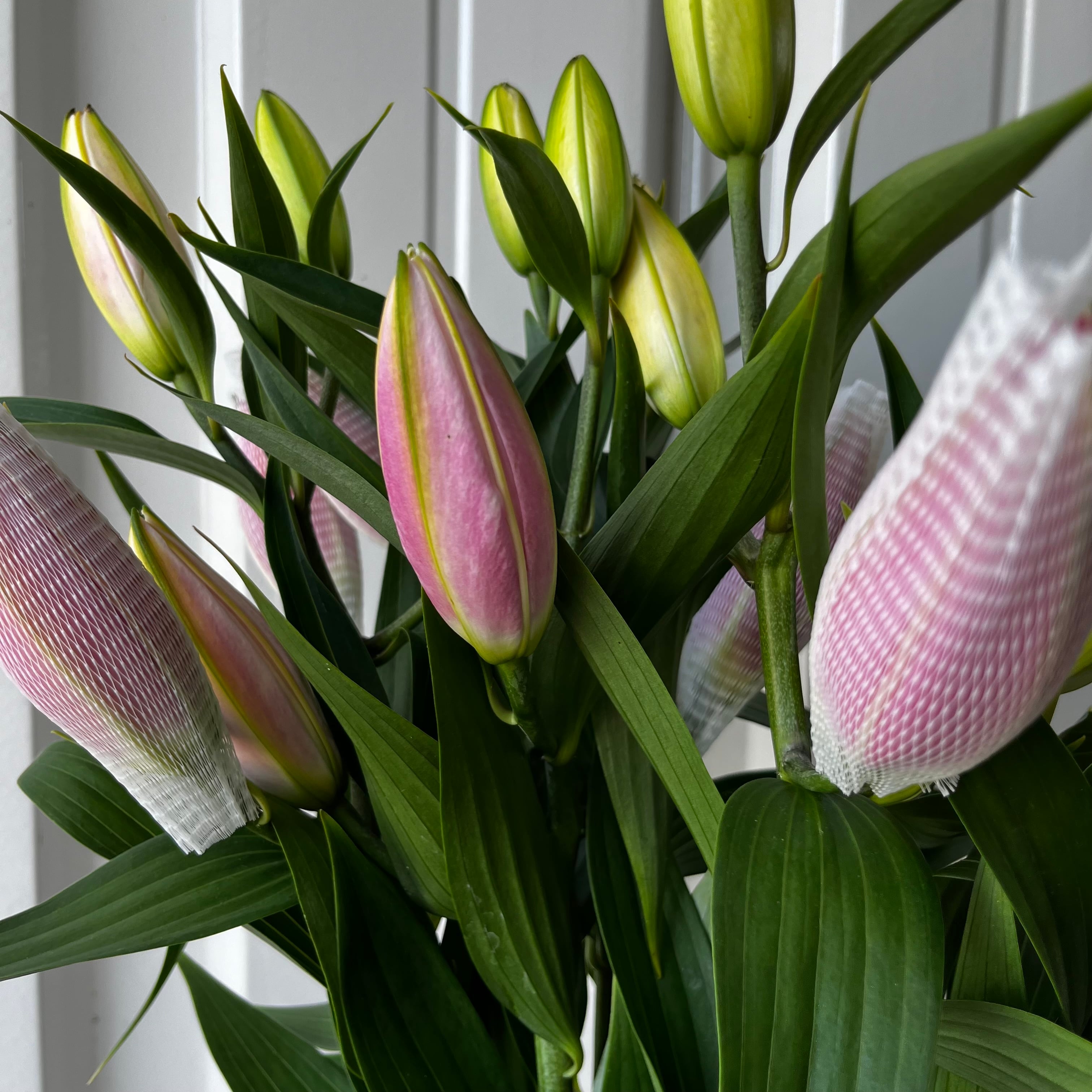 愛されピンクの八重咲きユリ ディアンサ 5本 | 新鮮お花問屋 Jp