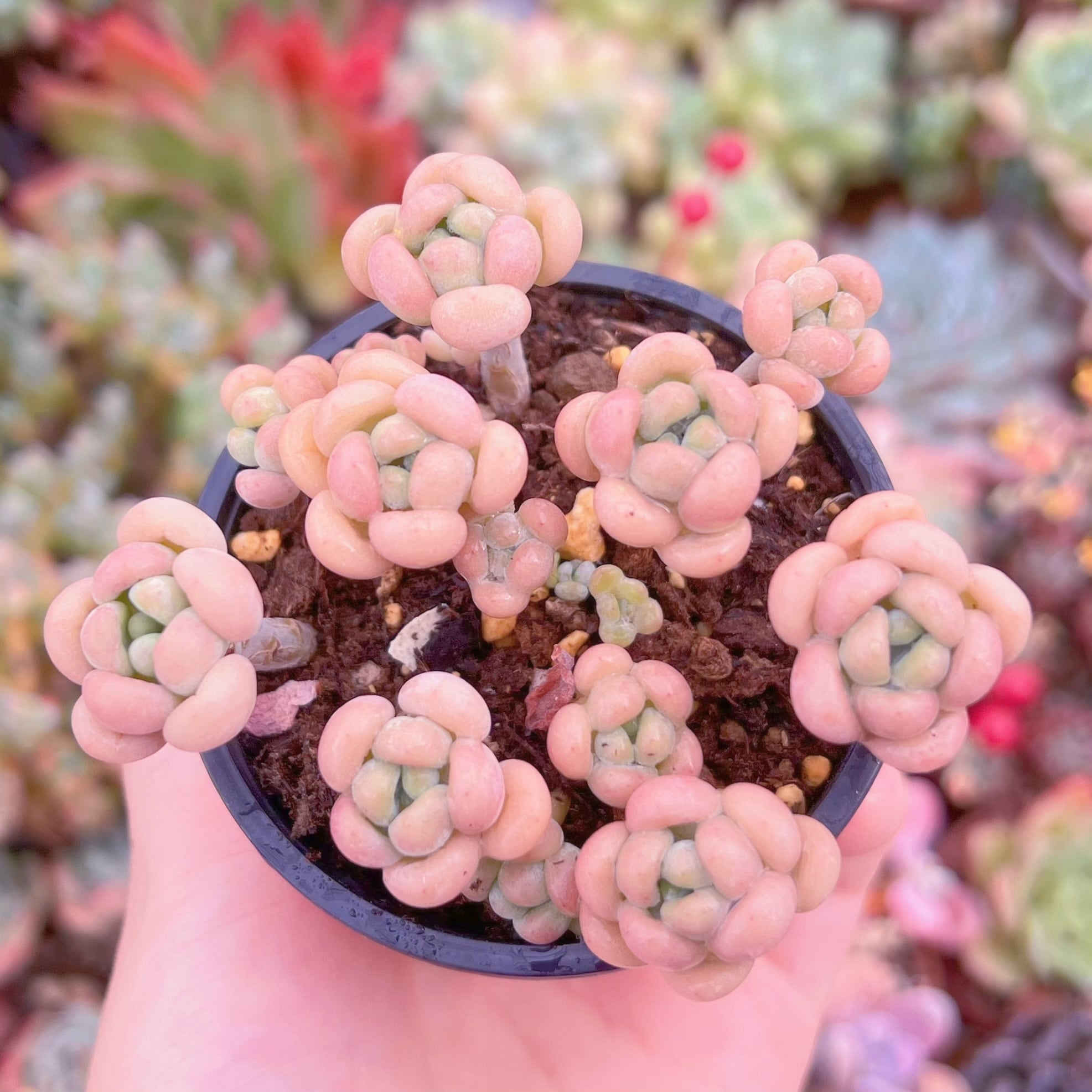 現品　丸葉ストロベリーミルク#K005　群生　るる農園