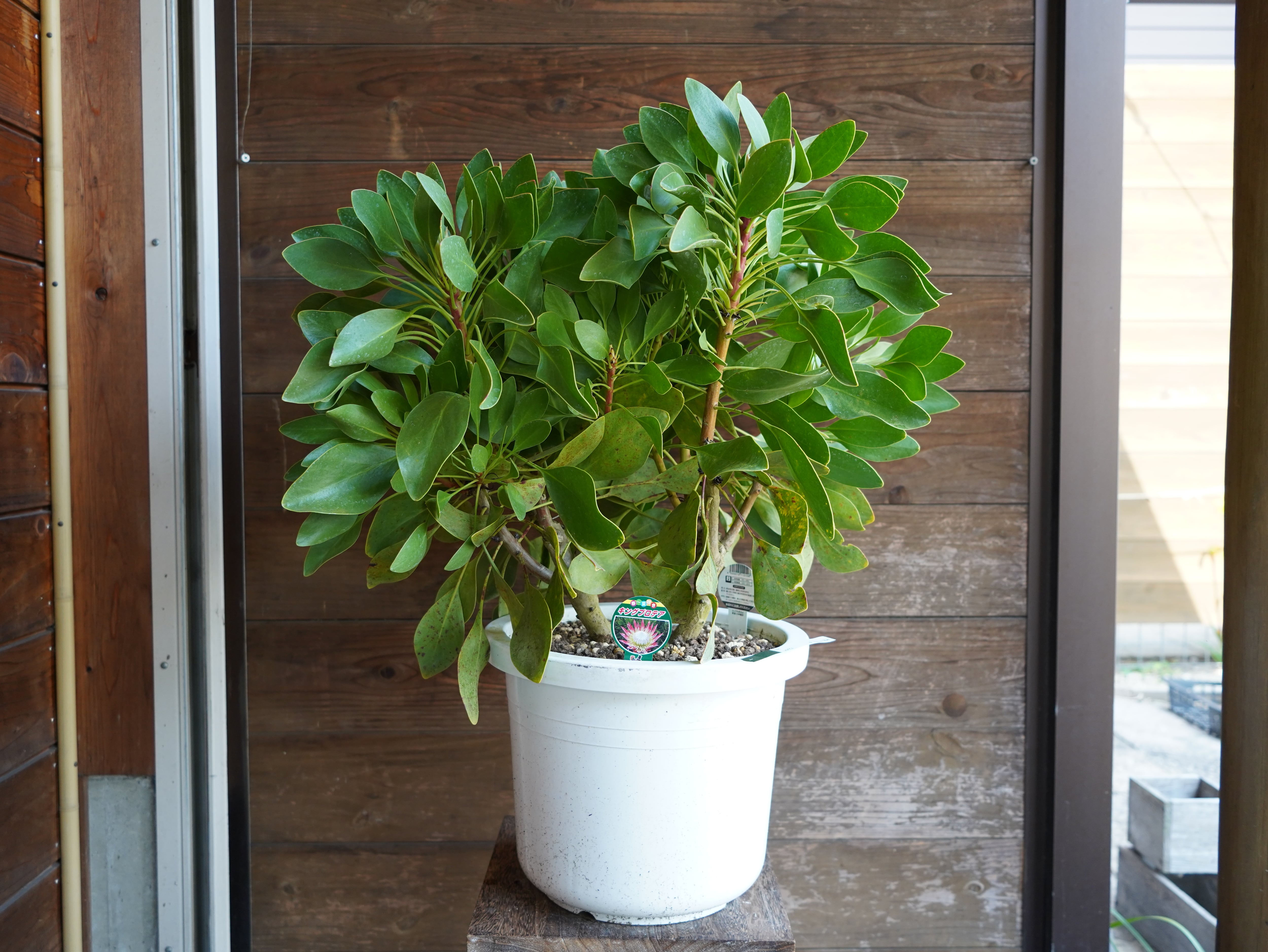 【現物】プロテア　シナロイデス　１０号