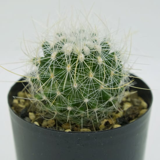 多肉植物 | G・LABO shop