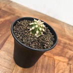 Euphorbia cv. Tom【ユーフォルビア・トム】