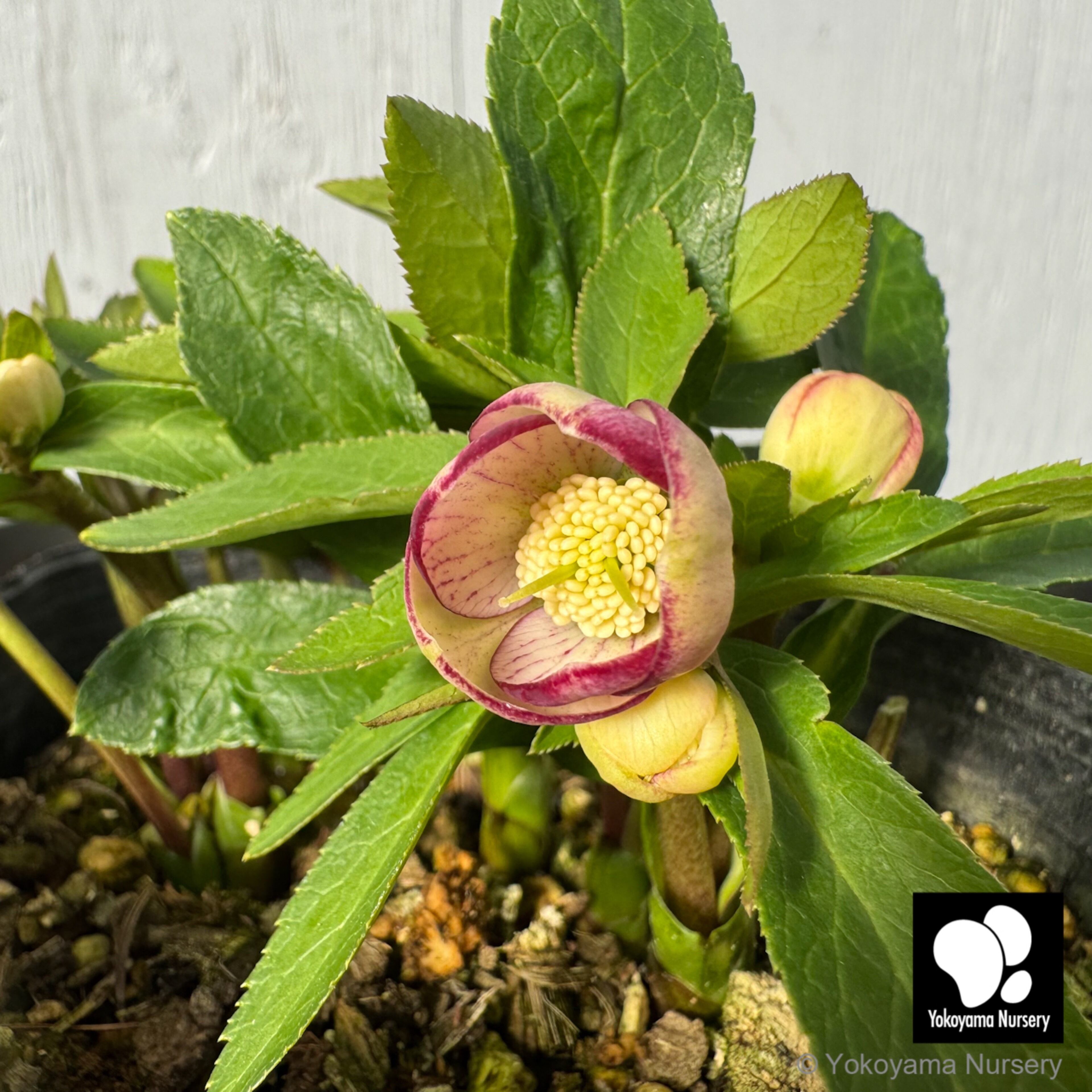 Y⭐︎M クリスマスローズ 小苗 セット クリスマスローズ | 横山園芸 Yokoyama Nursery｜公式オンライン