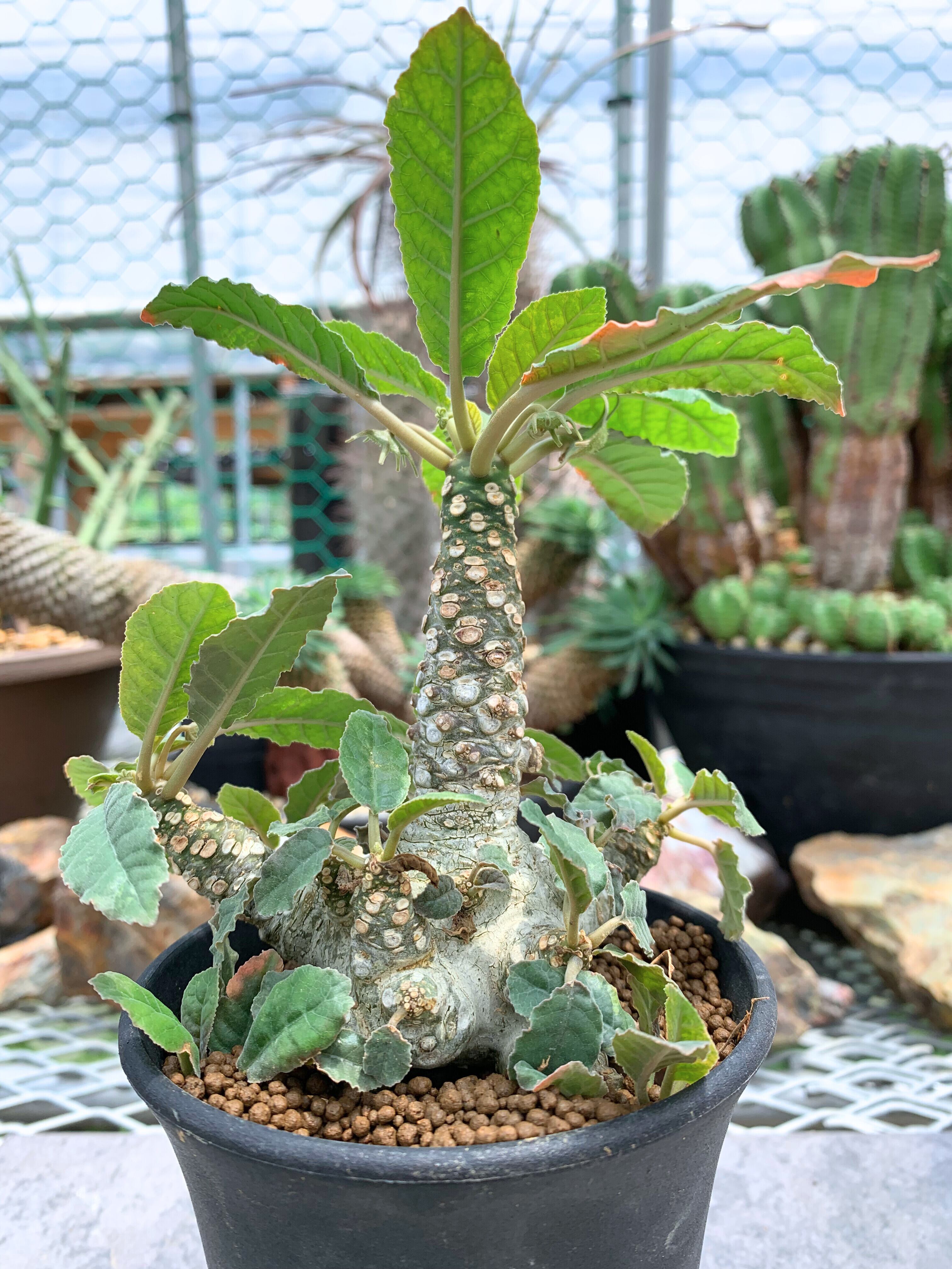 塊根植物 | CACTUS330