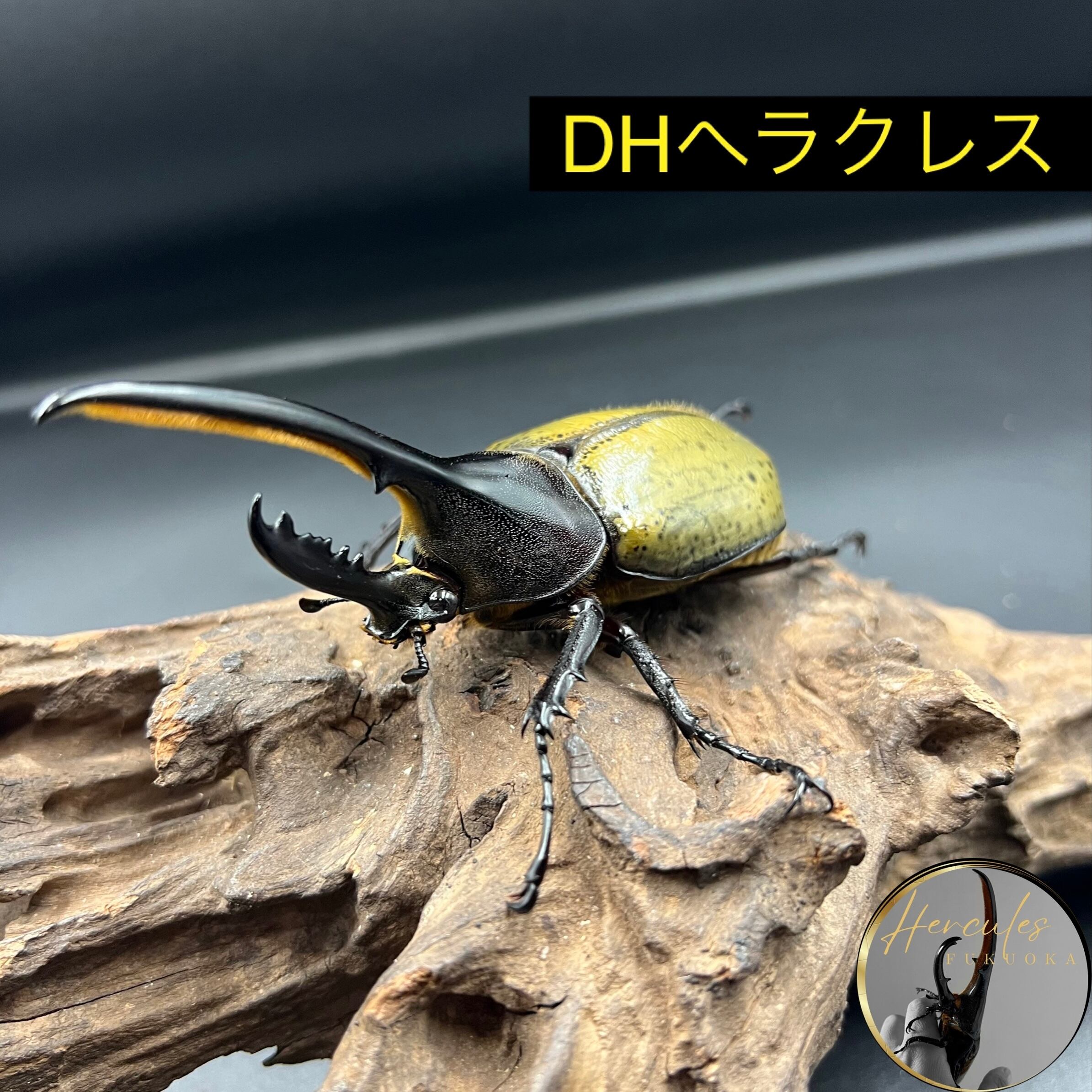 ヘラクレスオオカブト♂ 4頭 【公式通販】