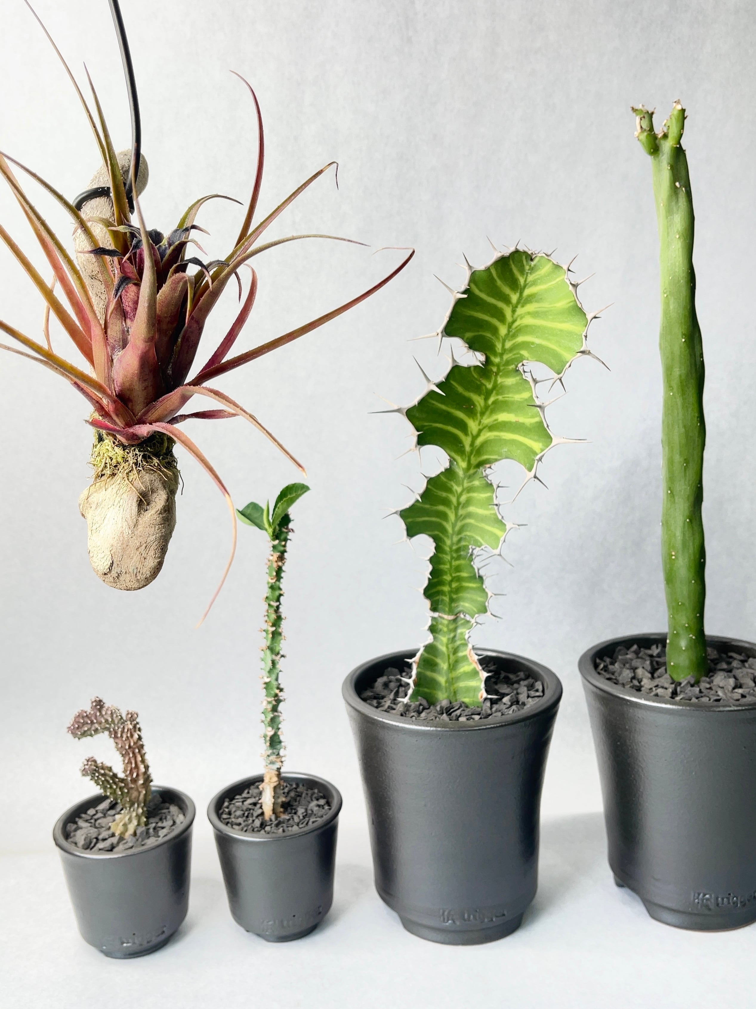 モナデニウム・マグニフィカム | trigger