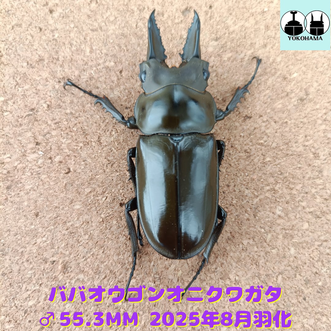 ババオウゴンオニクワガタ ♂ 55.3mm | カブクワショップ横浜