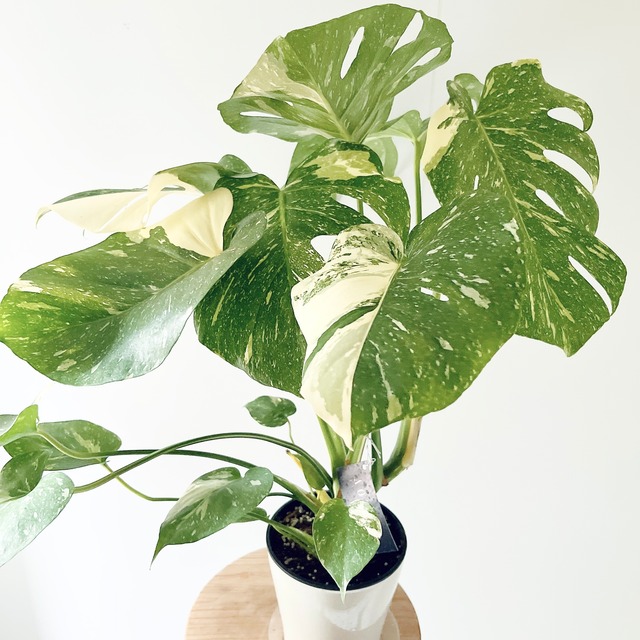 希少 斑入り モンステラ タイコンステレーション 2株植え 観葉植物 calm cafe