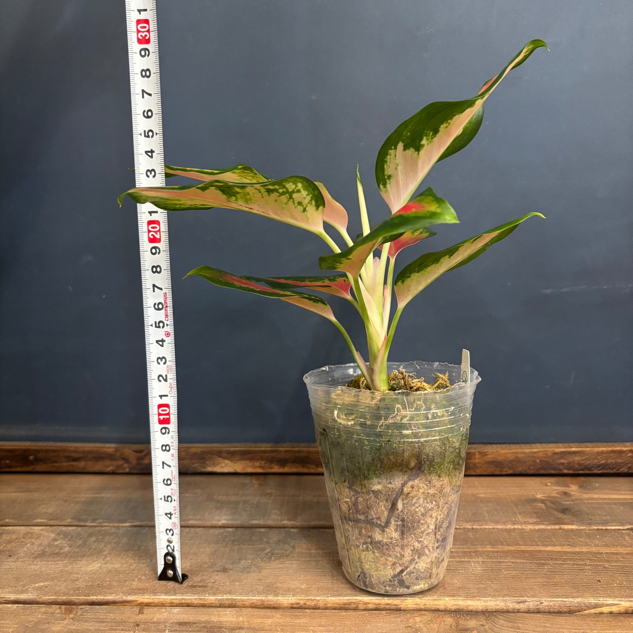 アグラオネマ ラッキーエンジェル【1051】