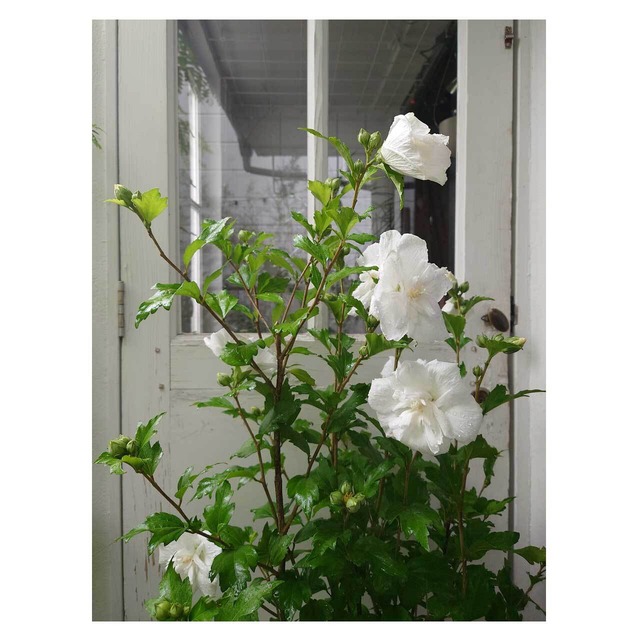 Hibiscus syriacus 'White Chiffon'