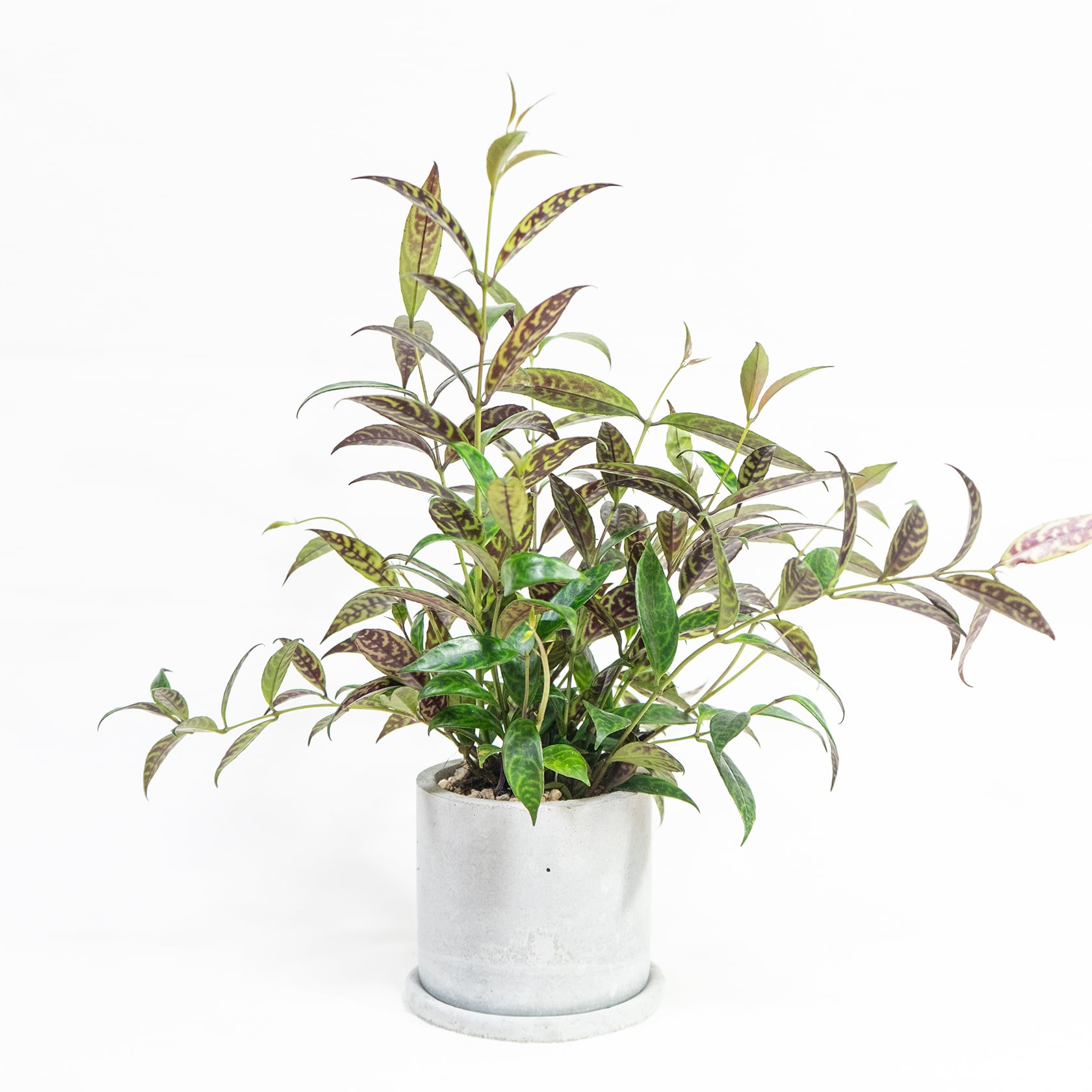 エスキナンサス・マルモラタス 垂れ下がる葉の流れと迷彩柄が空間に映える一点物