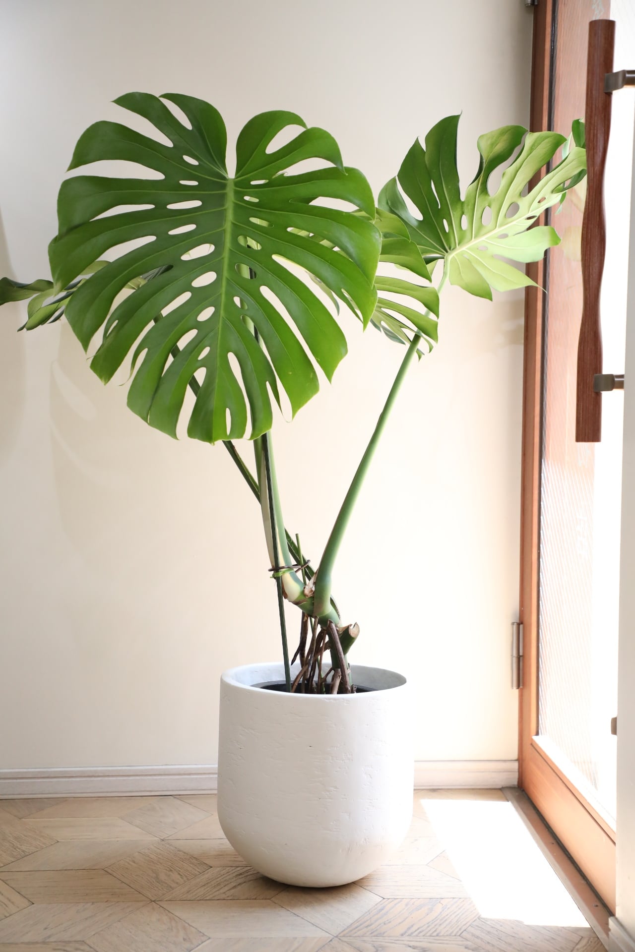 L/123cm】モンステラ アダンソニー/monstera | 【厳選植物・器】MIDORI