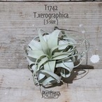 【送料無料】キセログラフィカ S〔エアプランツ〕現品発送T1742
