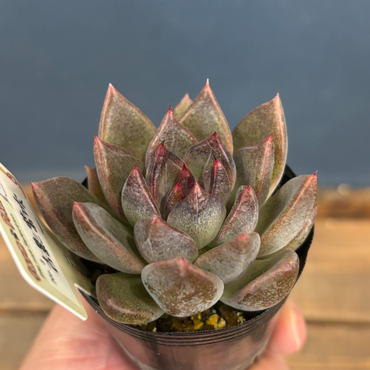 farmPALKさん苗 エケベリア 吉影紫吹【824】