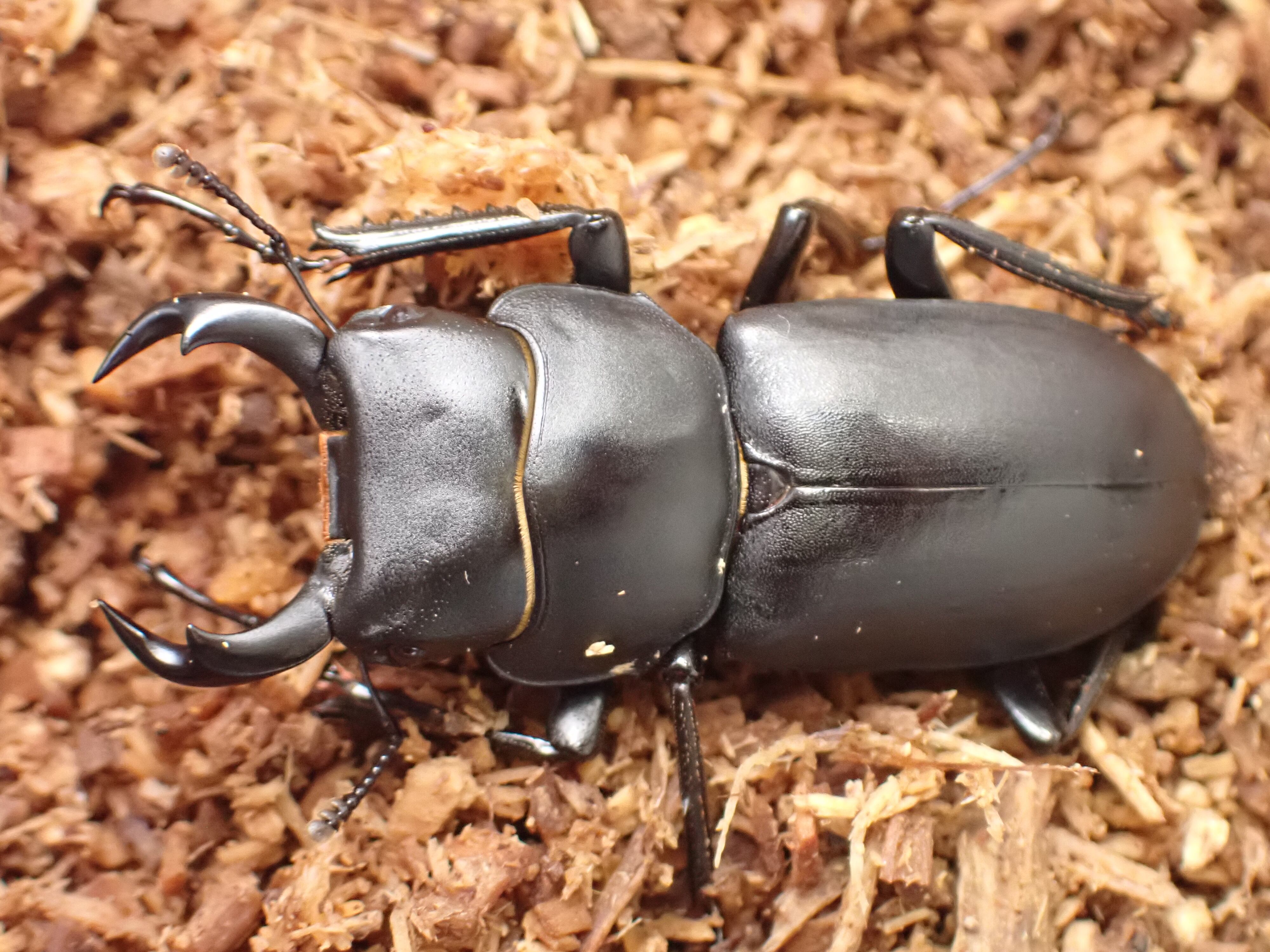 クワ品♡ ☆人気☆ アディダス Ozvenuz 黒 レディース 厚底 スニーカー