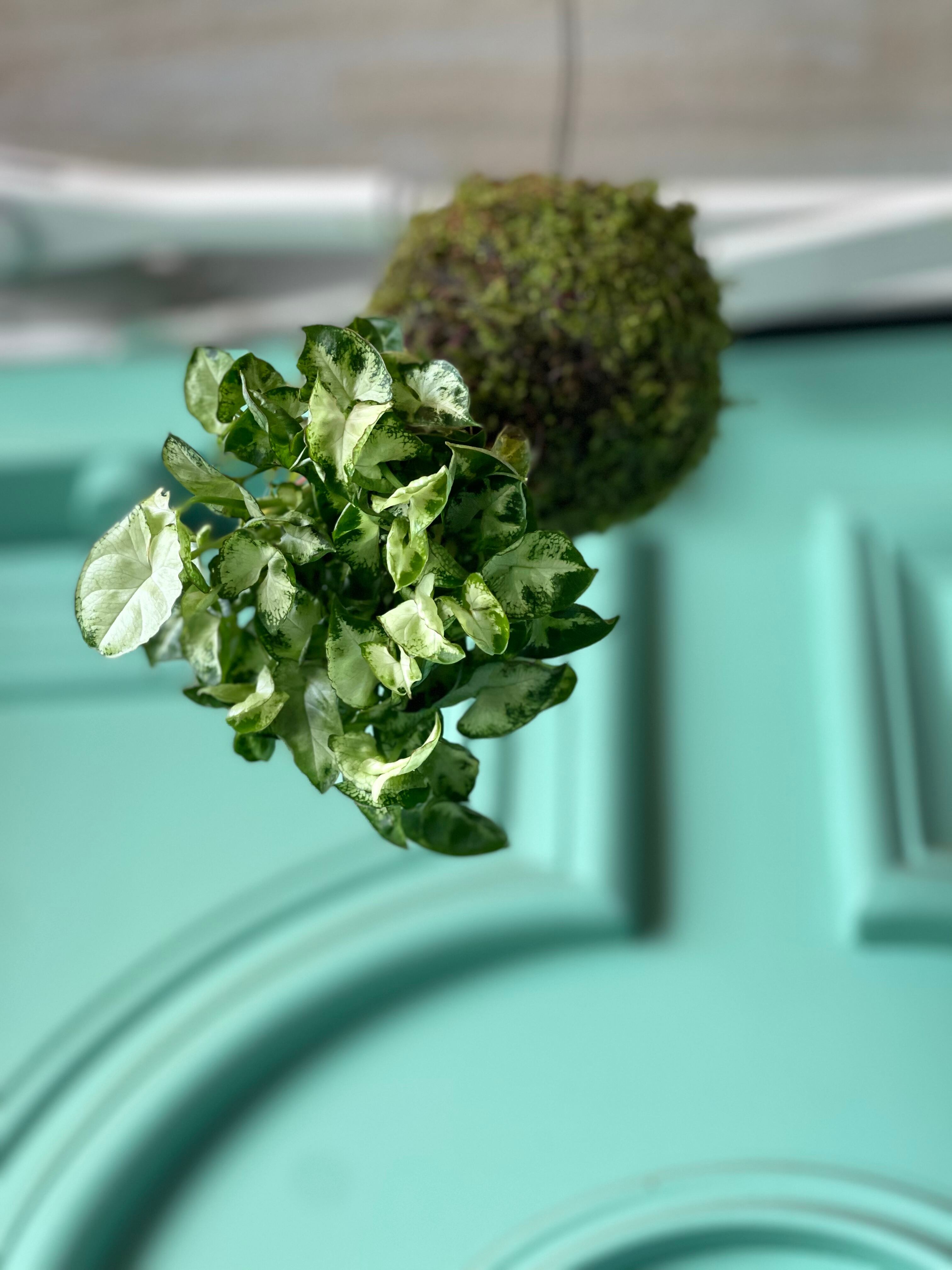 苔玉・苔 TAKA 苔玉・苔 TAKA 苔玉の販売｜盆栽妙 – 盆栽妙 本店