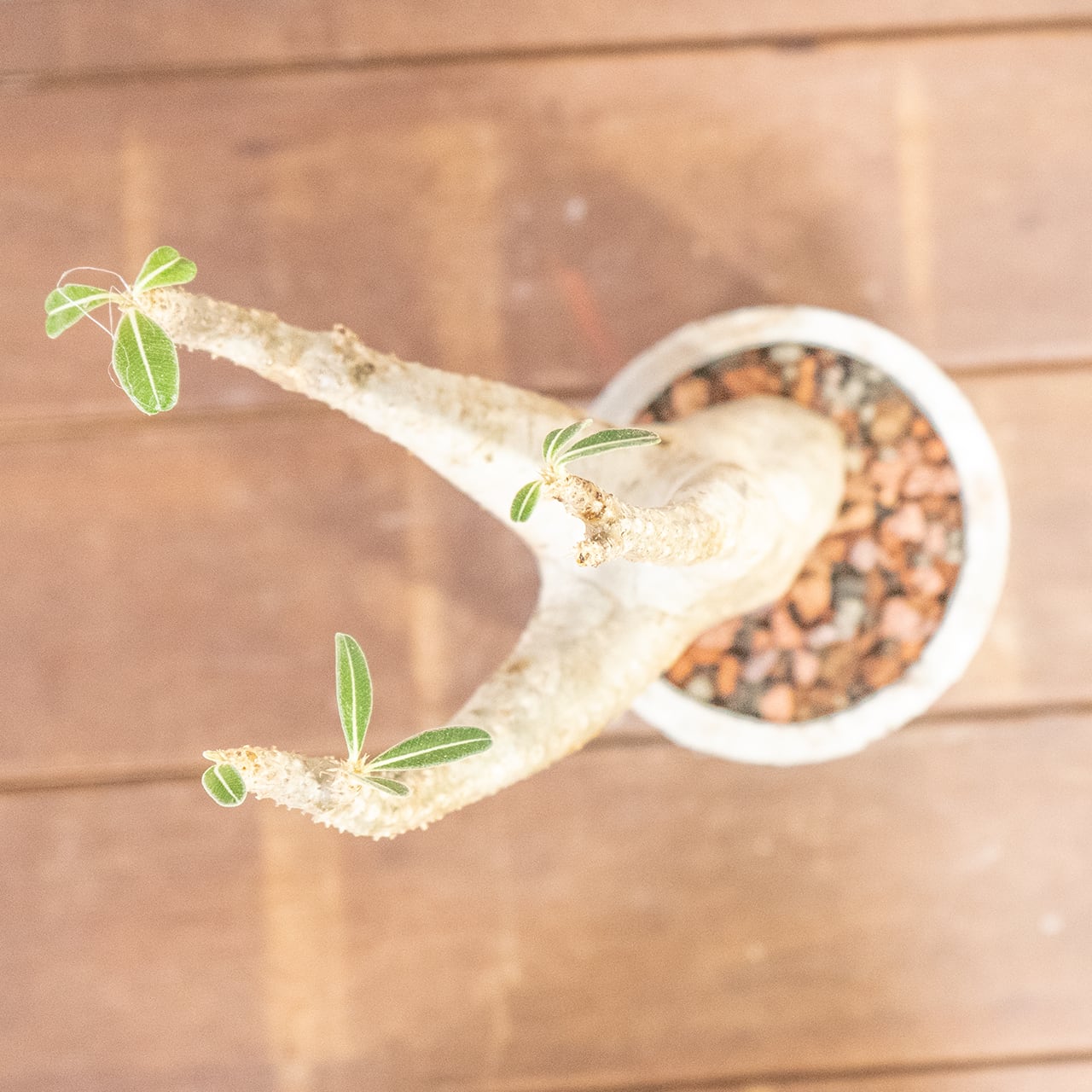 パキポディウム・マカイエンセ|やさしい曲線と伸びやかな枝姿が美しい、インテリアにも映える発根済の現地株【手作りモルタル鉢】