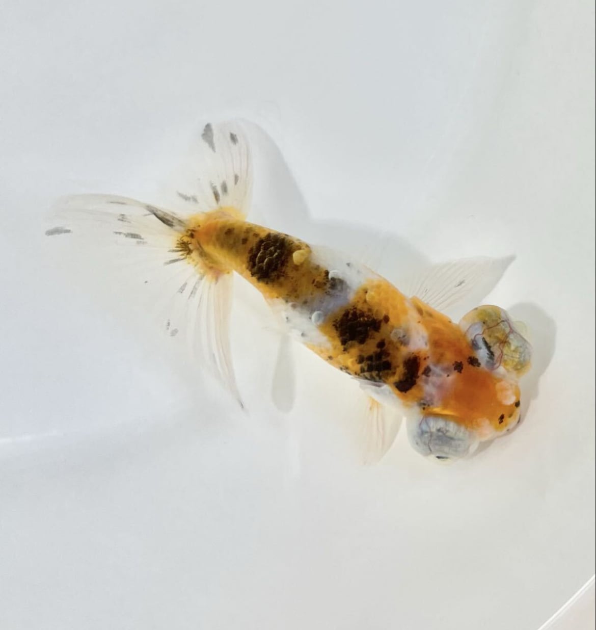 吉野養魚場産 出目花房キャリコらんちゅう 一点物 美個体