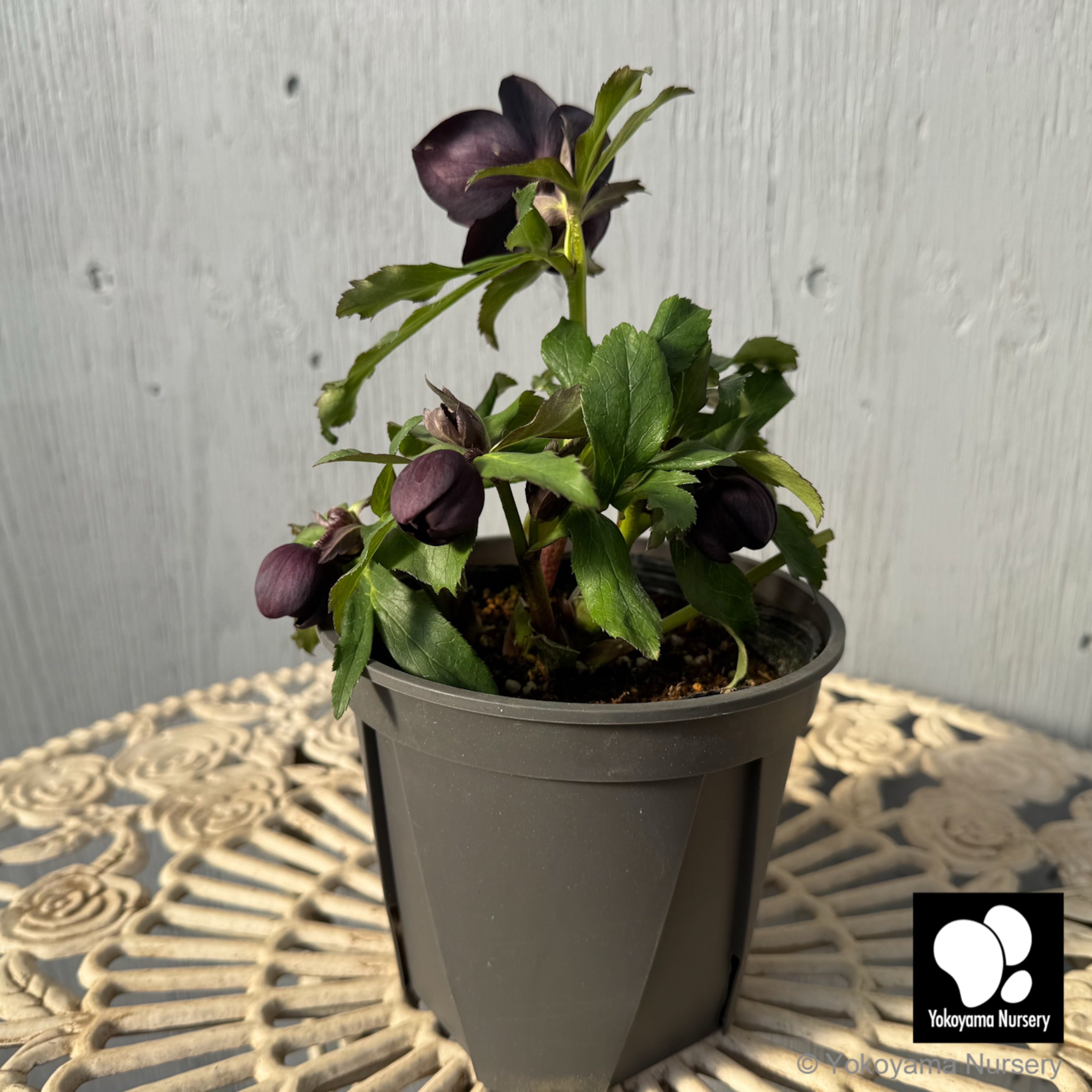 おこめ様ご依頼品　クリスマスローズ　開花株　横山園芸　2苗　現品　匿名発送 抽選販売】［13］ クリスマスローズ ダブル ブラック 4.5号 | 横山園芸