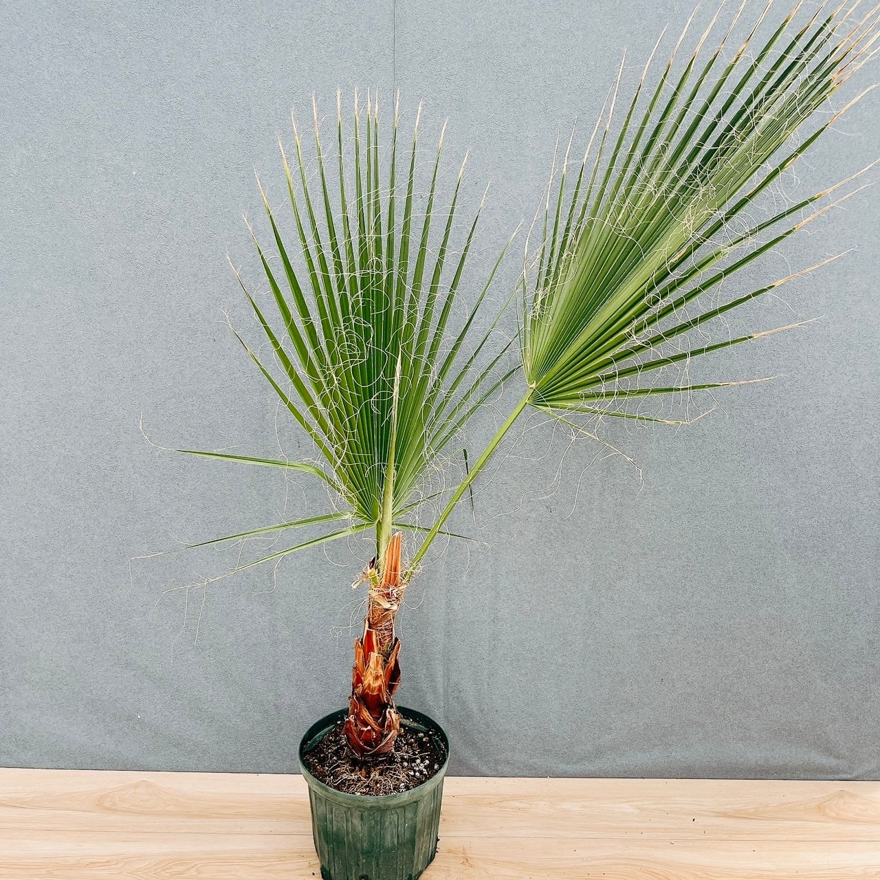 現品］【希少】20番 アガベ クイック シルバー 8号 観葉植物 レア