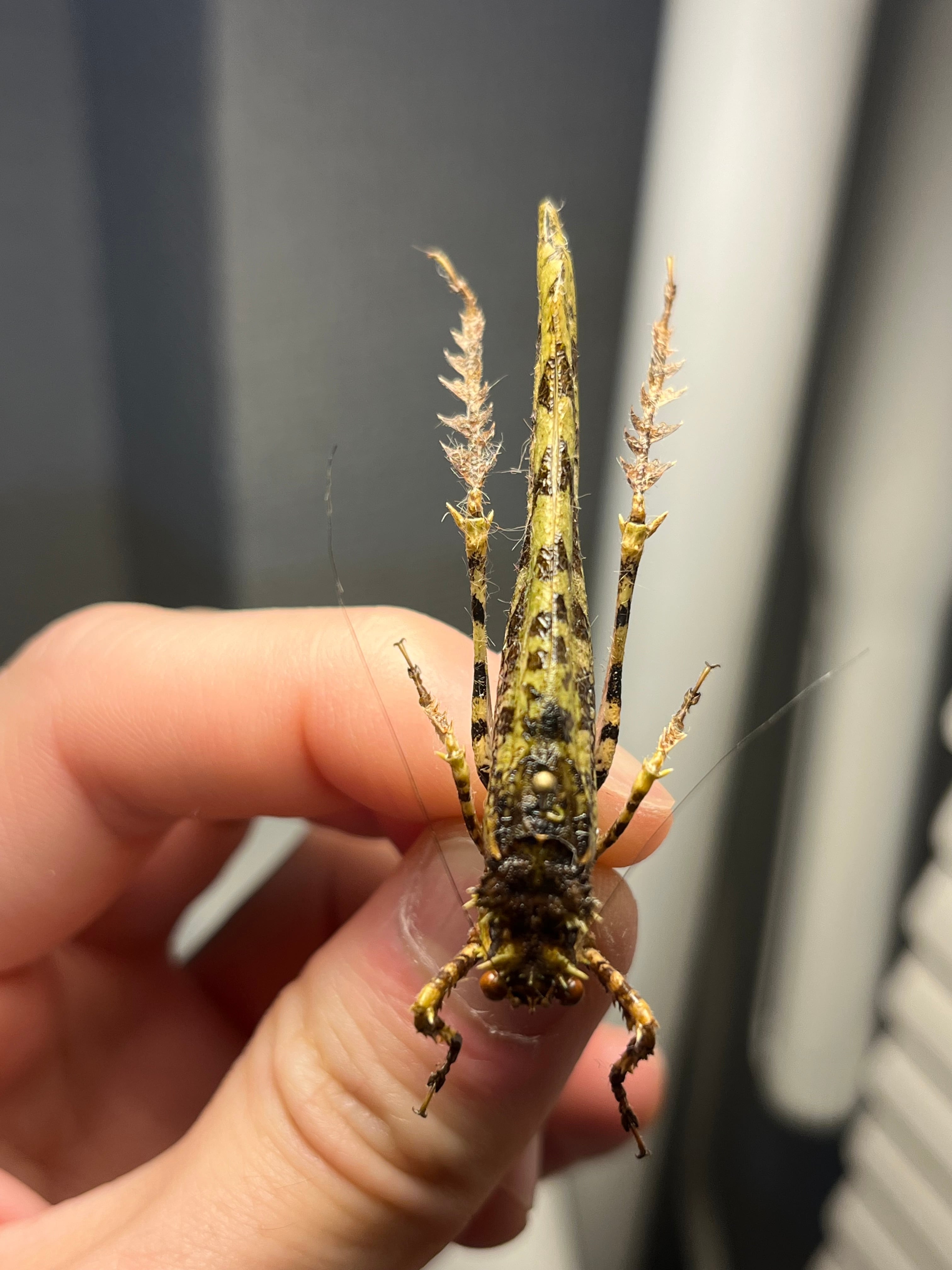 54mm】サルオガセギスに酷似のOrthoptera sp.キリギリス バッタ