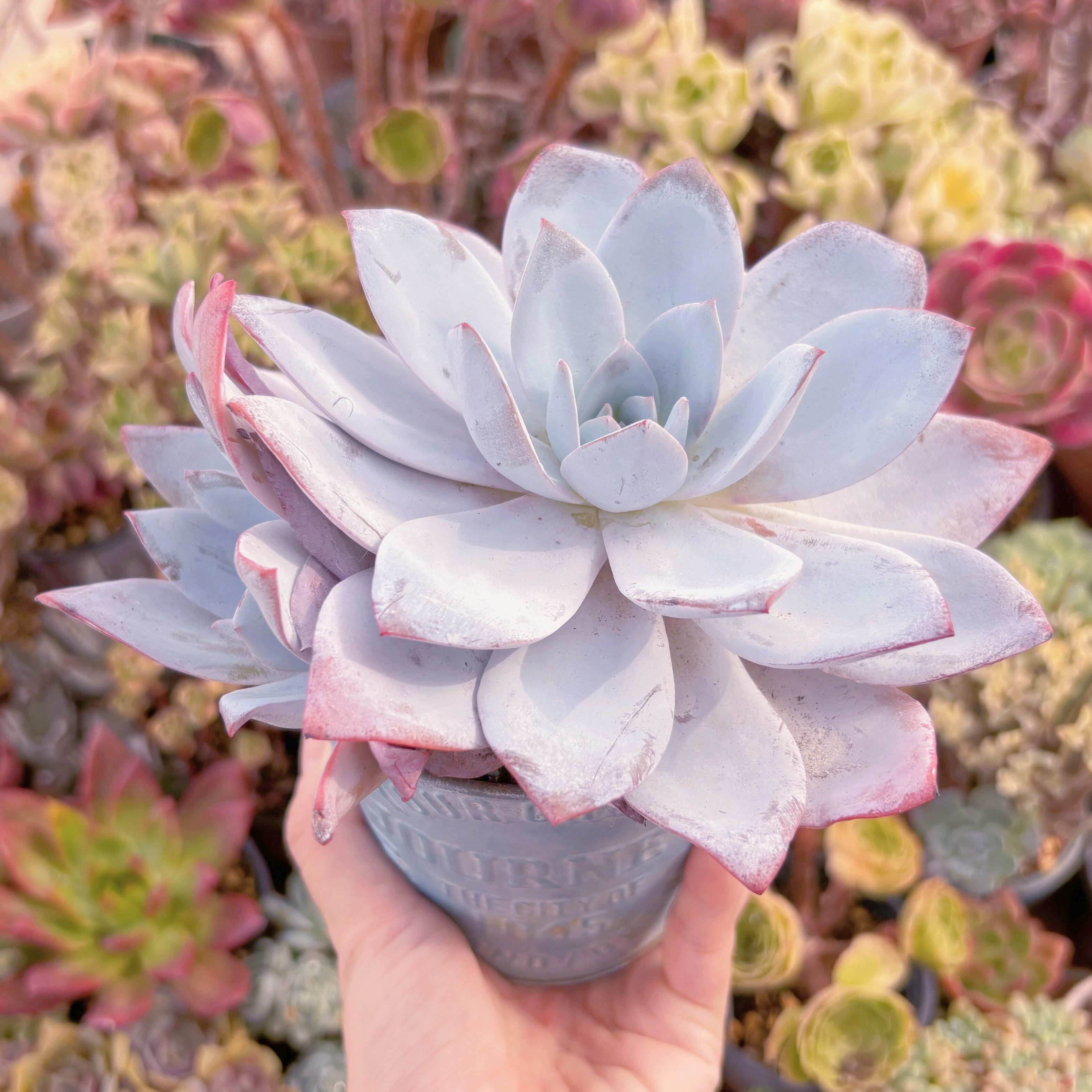 多肉植物 白莲 特大苗 新入荷 るる農園 | るる農園~多肉植物専門