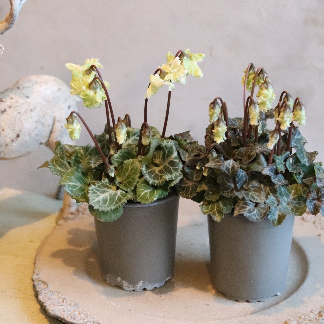 シクラメン　森の妖精　グリーンとホワイト　フリルシクラメン　冬のお花