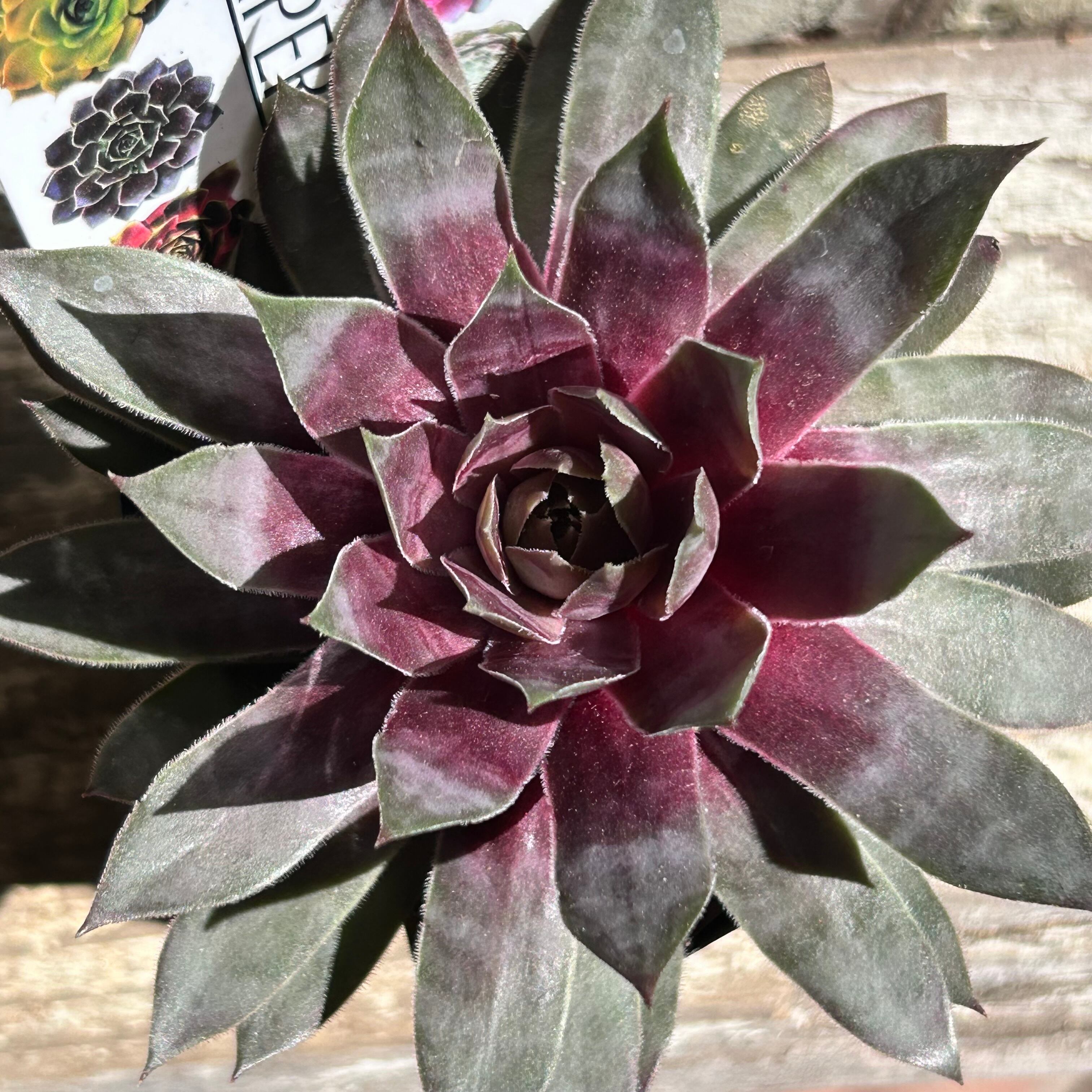 タンホルン センペルビューム | RuPo 多肉植物専門店