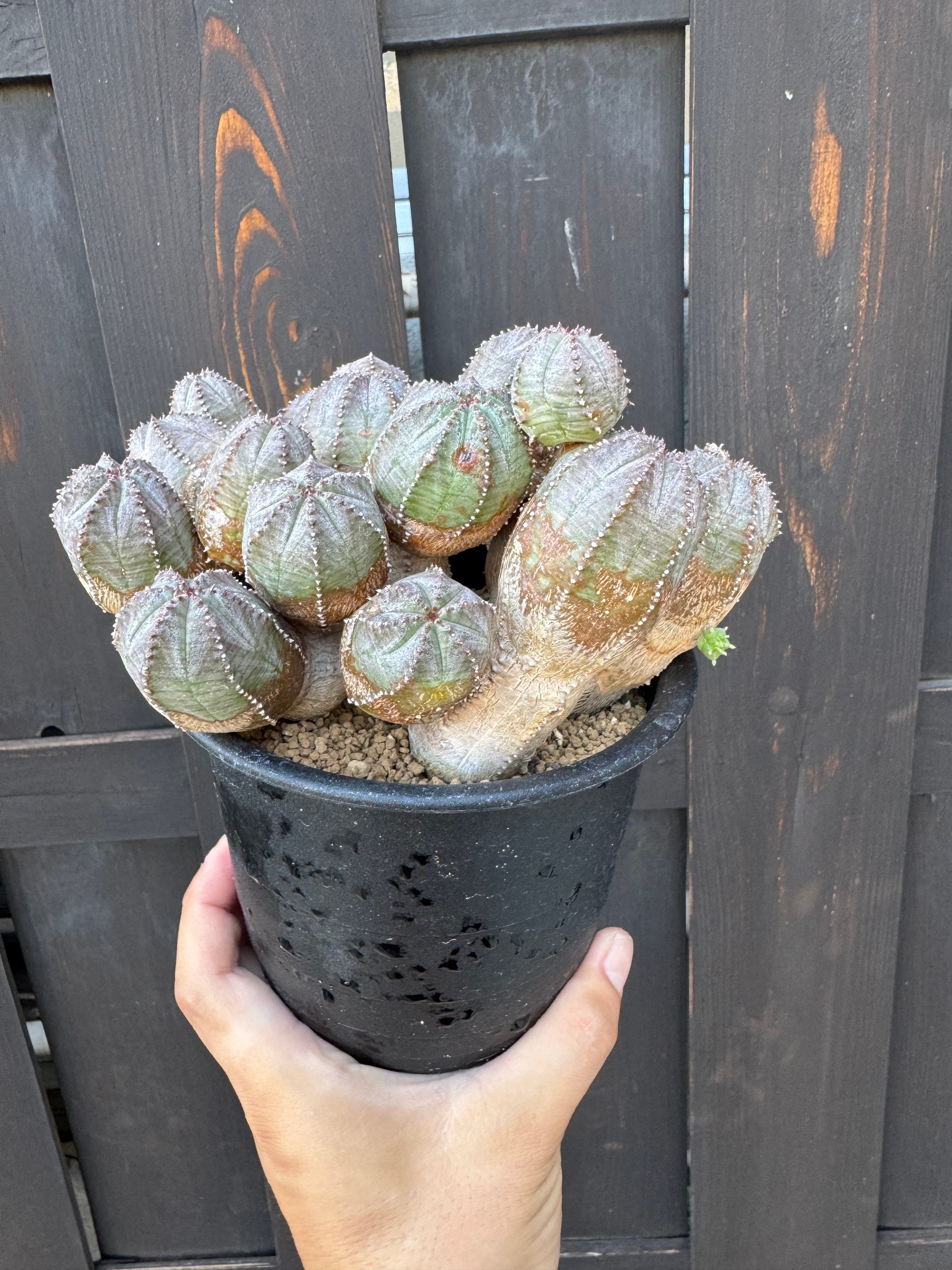 新着】Euphorbia Obesa Blow 【中型・見応えバッチリ】 ユーフォルビア