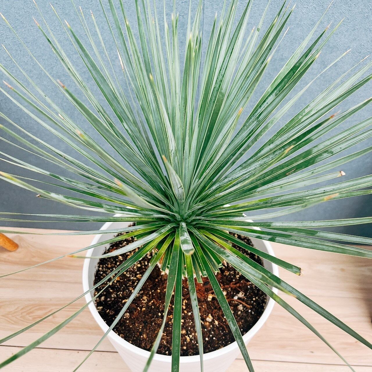 現品］【希少】ユッカ ロストラータ 実生 短葉 幹立 10号 観葉植物
